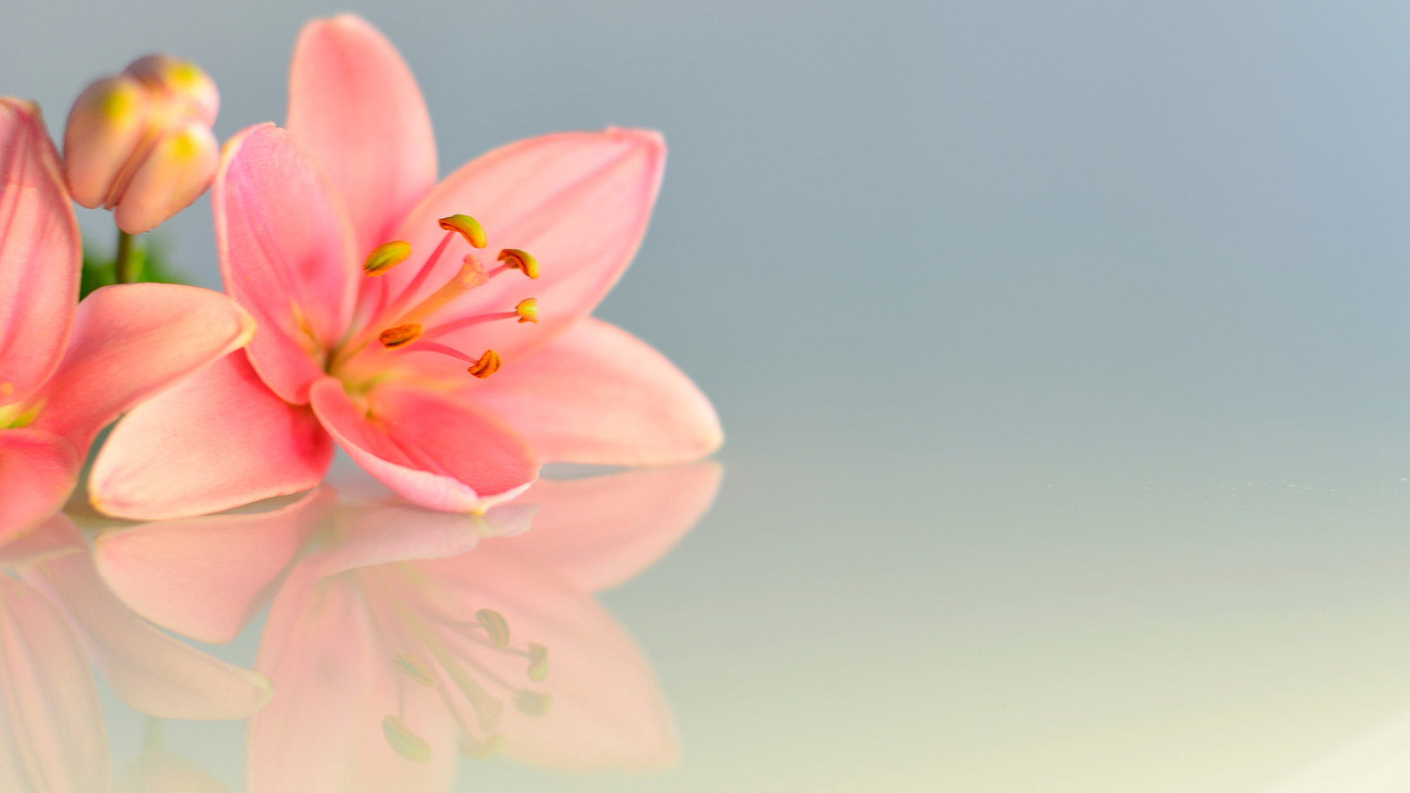 Nikon D600 sample photo. Beautiful lilies photography