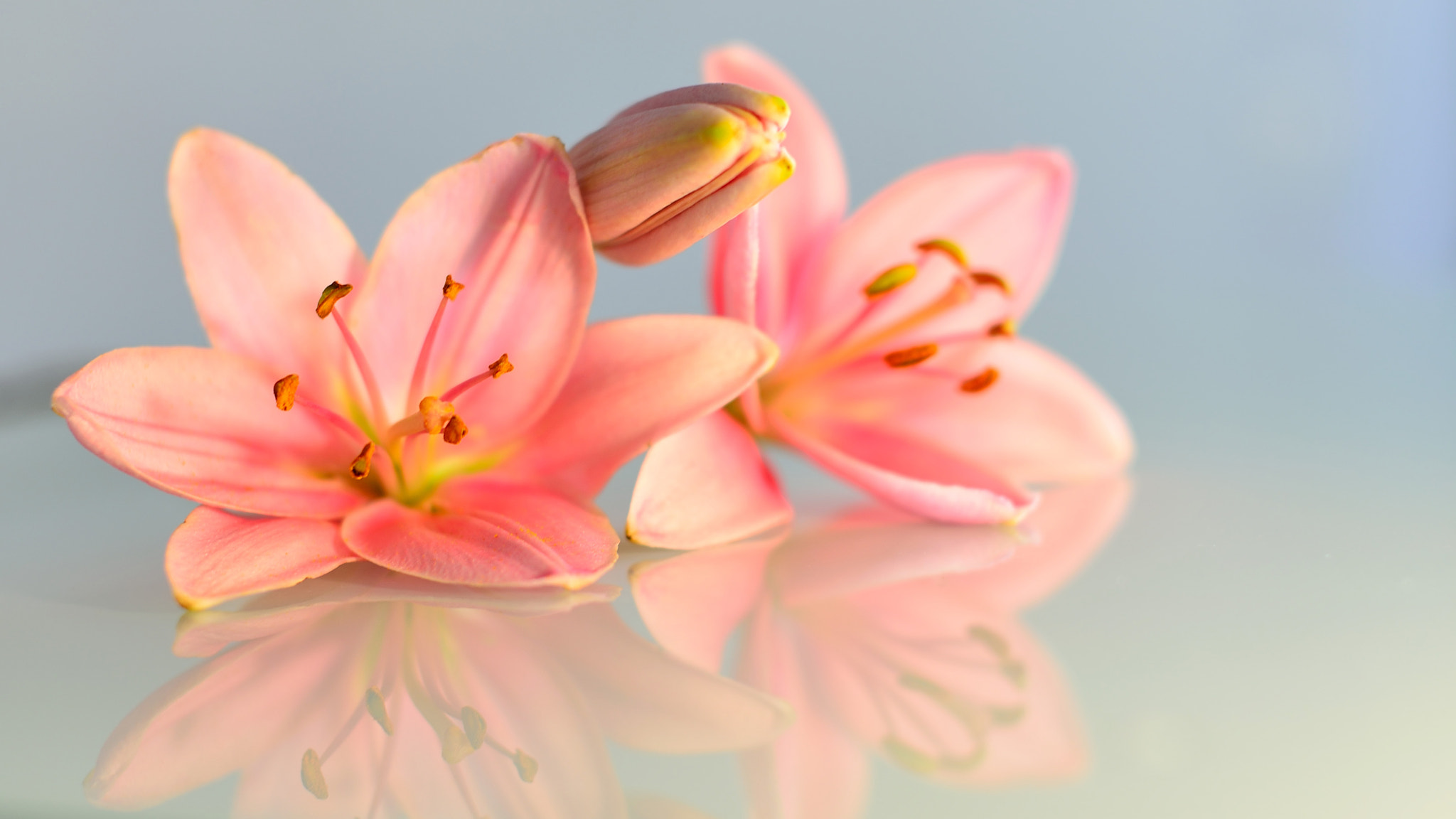 Nikon D600 + Sigma 50mm F1.4 EX DG HSM sample photo. Beautiful lilies photography