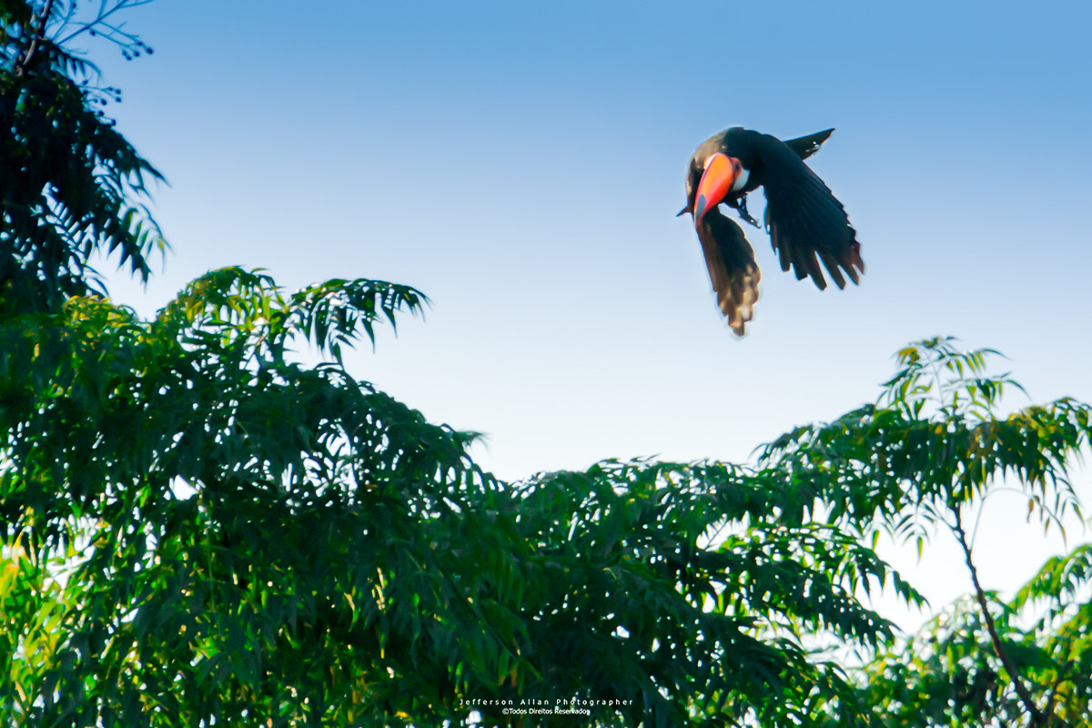Canon EF 100-400mm F4.5-5.6L IS USM sample photo. Tucano photography