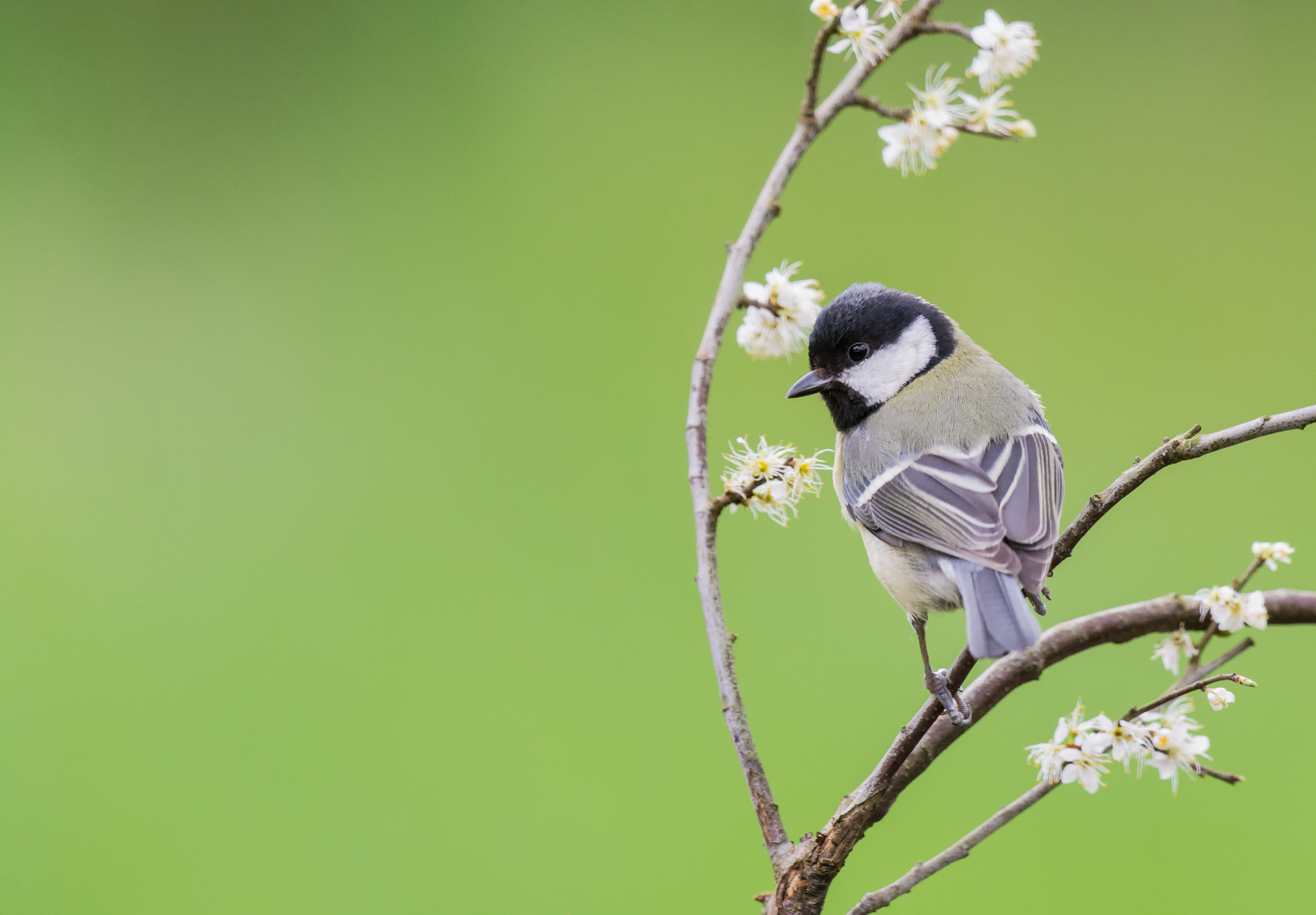 Nikon D7100 + Nikon AF-S Nikkor 500mm F4G ED VR sample photo. Koolmees - great tit photography