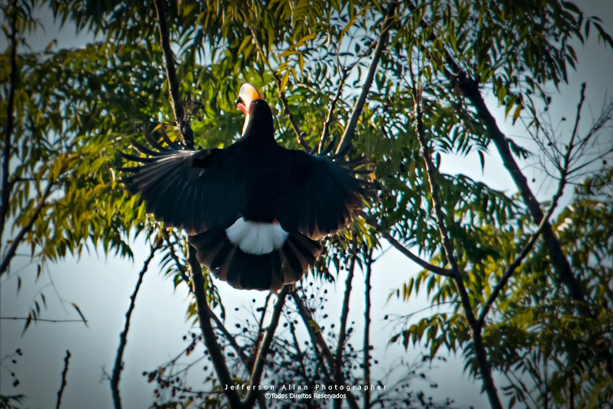 Canon EF 100-400mm F4.5-5.6L IS USM sample photo. Tucano photography