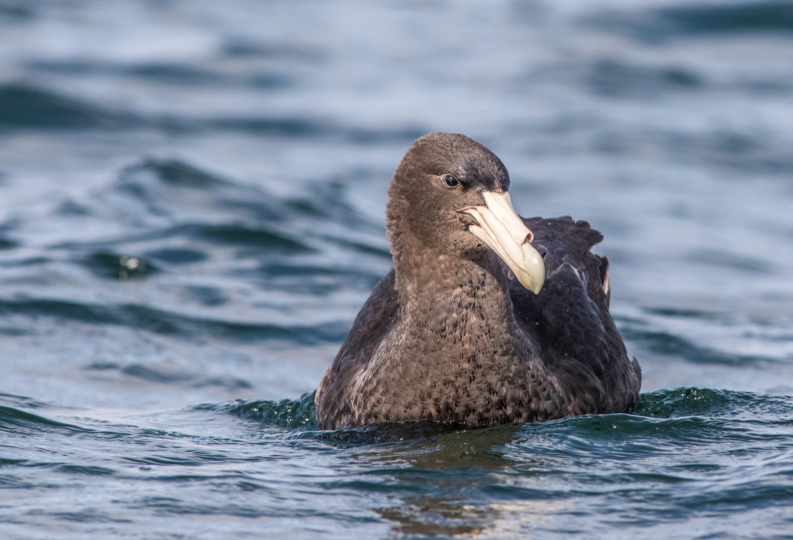 Canon EF 300mm f/2.8L + 1.4x sample photo. Petrel gigante photography