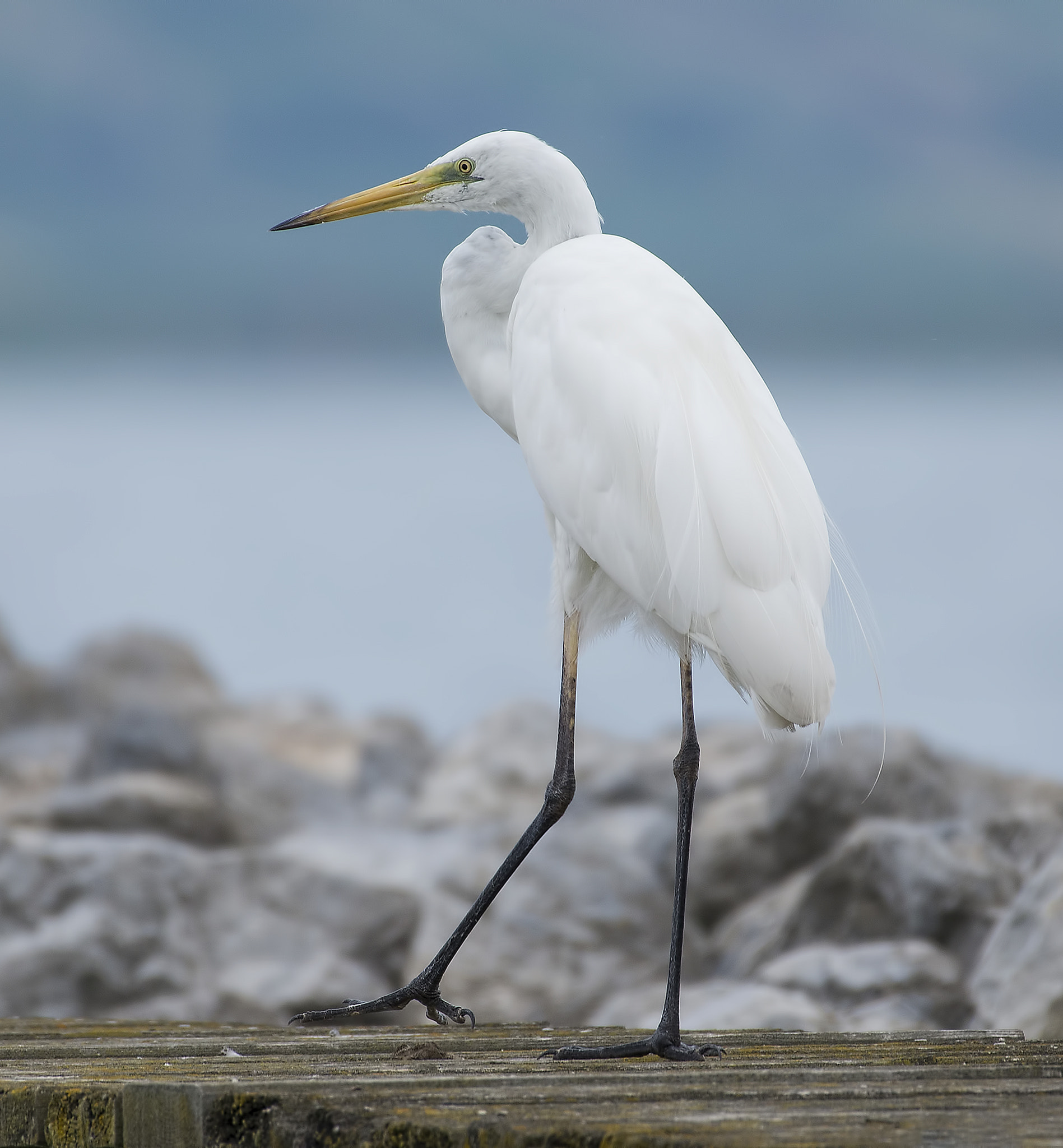 Nikon AF-S Nikkor 200-500mm F5.6E ED VR sample photo. A wharf mood(a great white egret) photography