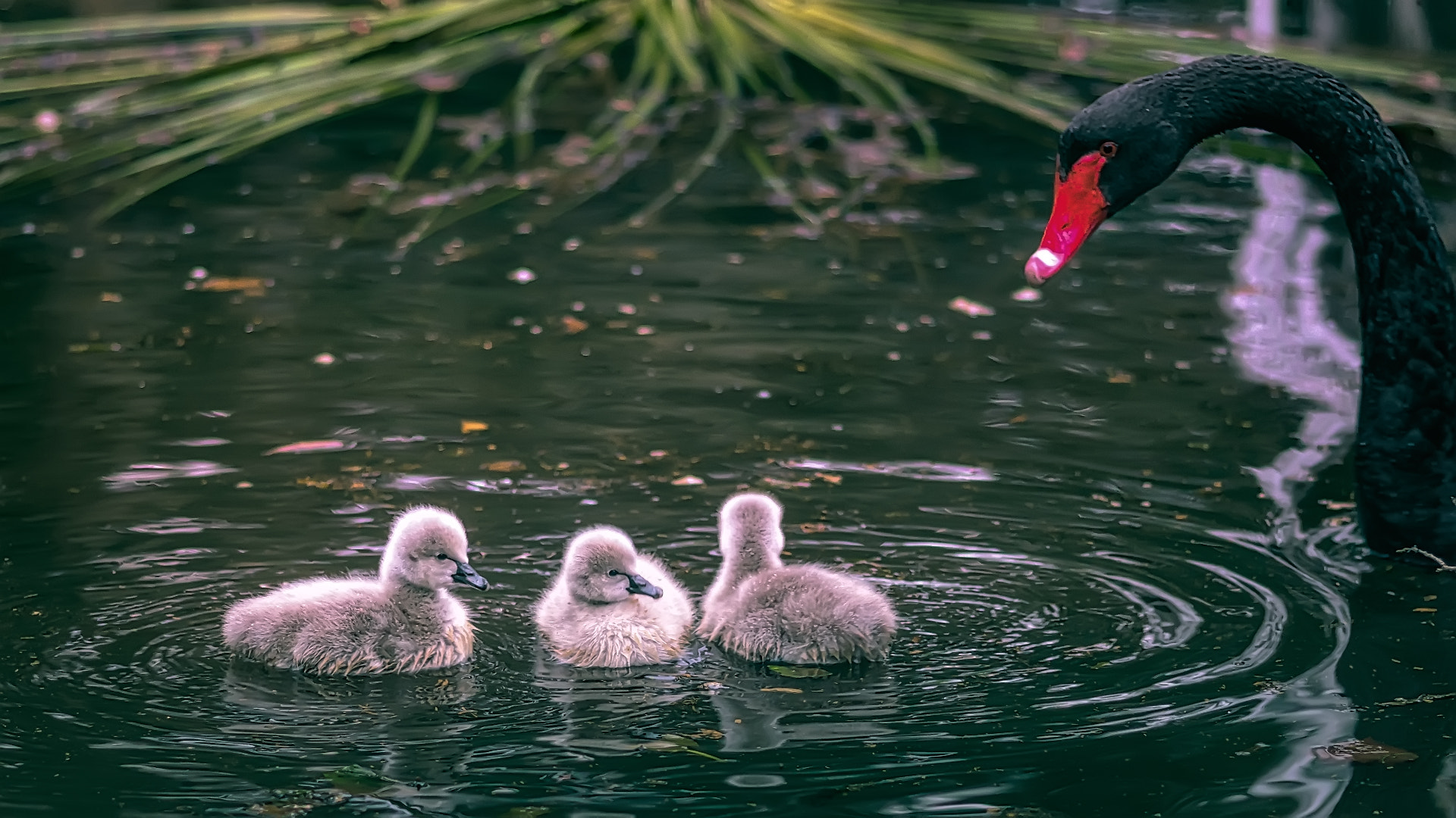 Sony SLT-A77 + Sigma 30mm F1.4 EX DC HSM sample photo. Proud mama swan photography