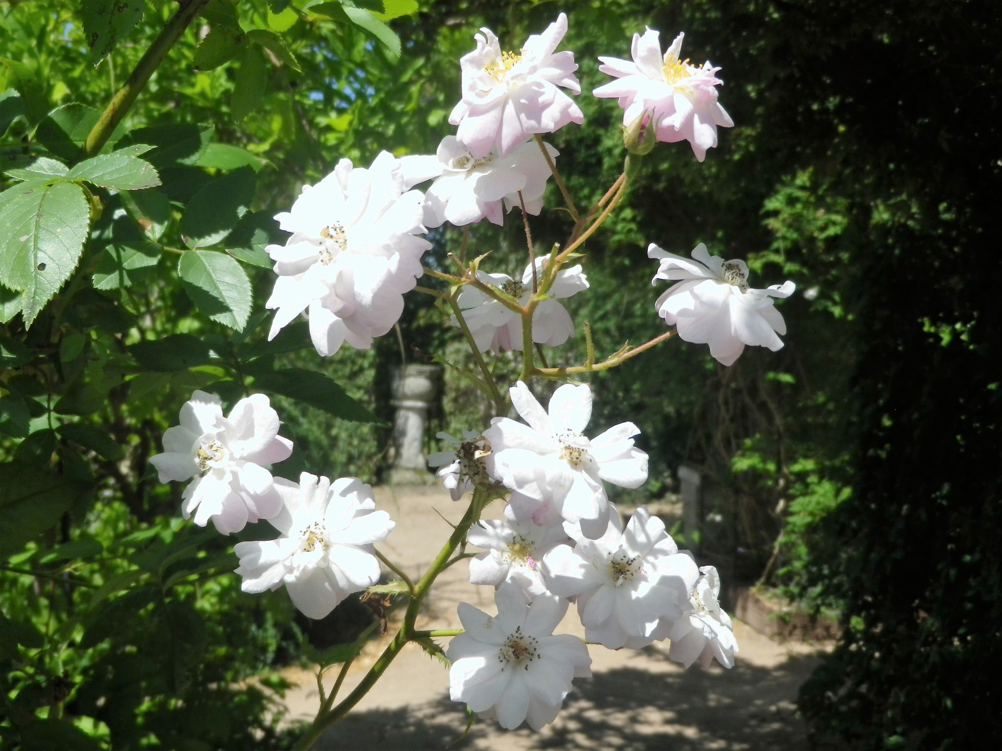 Pentax Optio RZ18 sample photo. Blanc ... photography