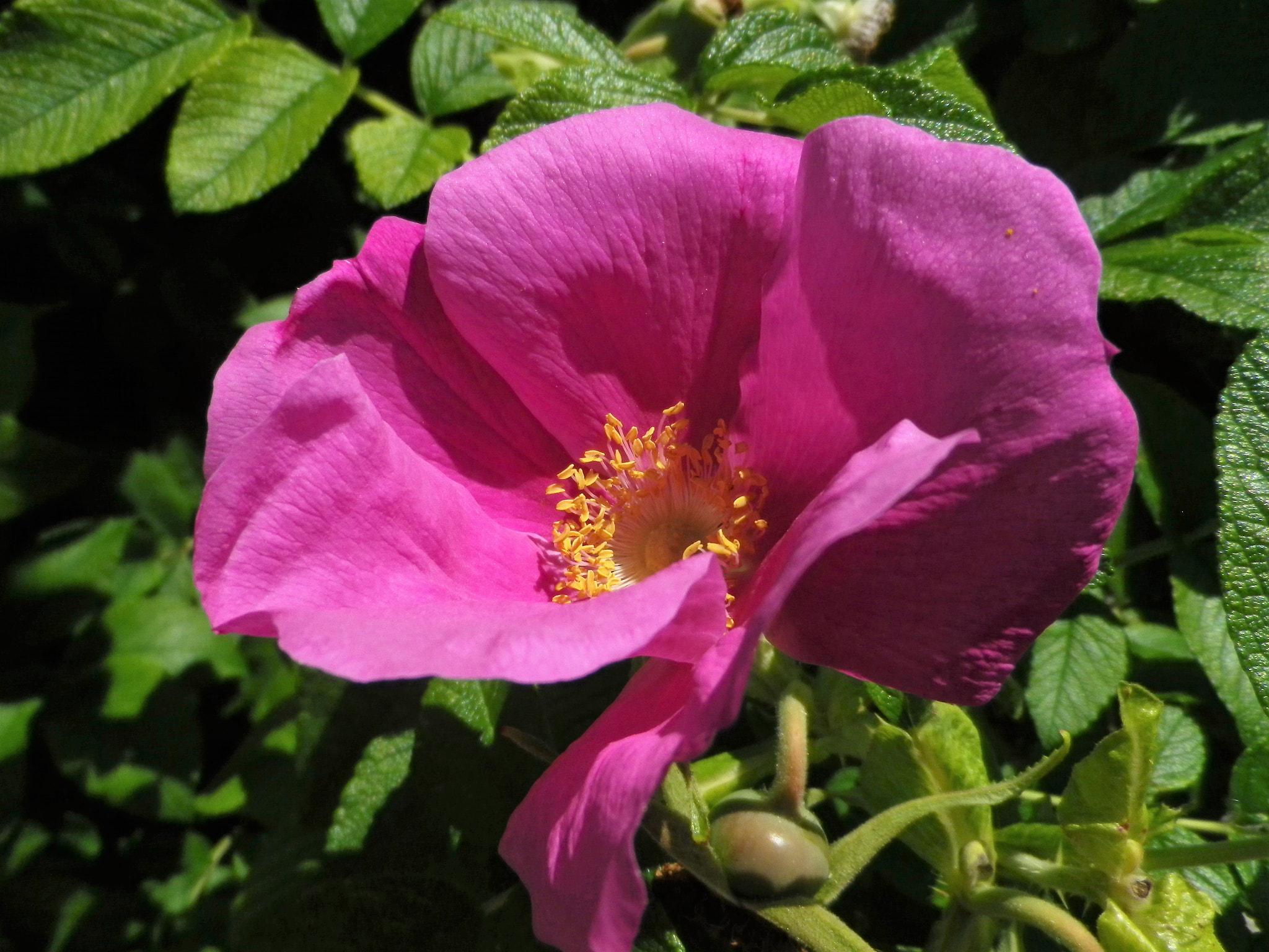 Pentax Optio RZ18 sample photo. Purple photography