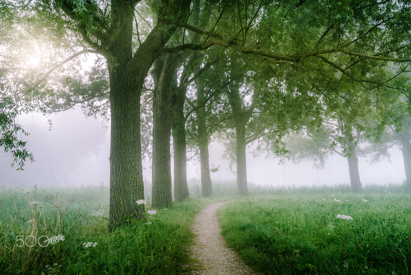 Nikon D3000 sample photo. Misty monday morning photography