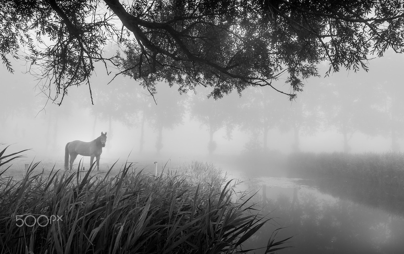 Nikon D3000 sample photo. Dark horse photography