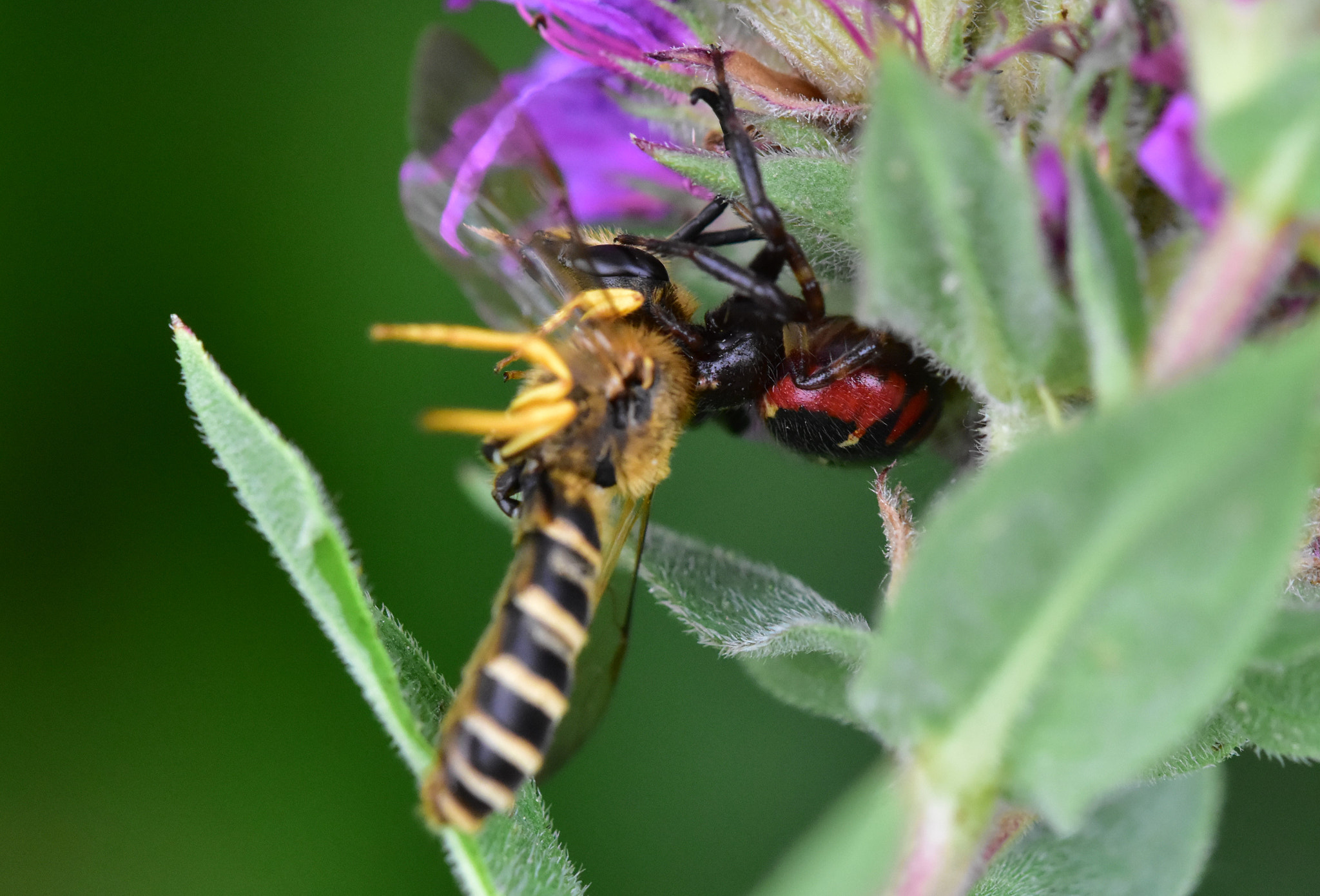 Sigma 105mm F2.8 EX DG OS HSM sample photo. Sorpresa! - surprise! photography