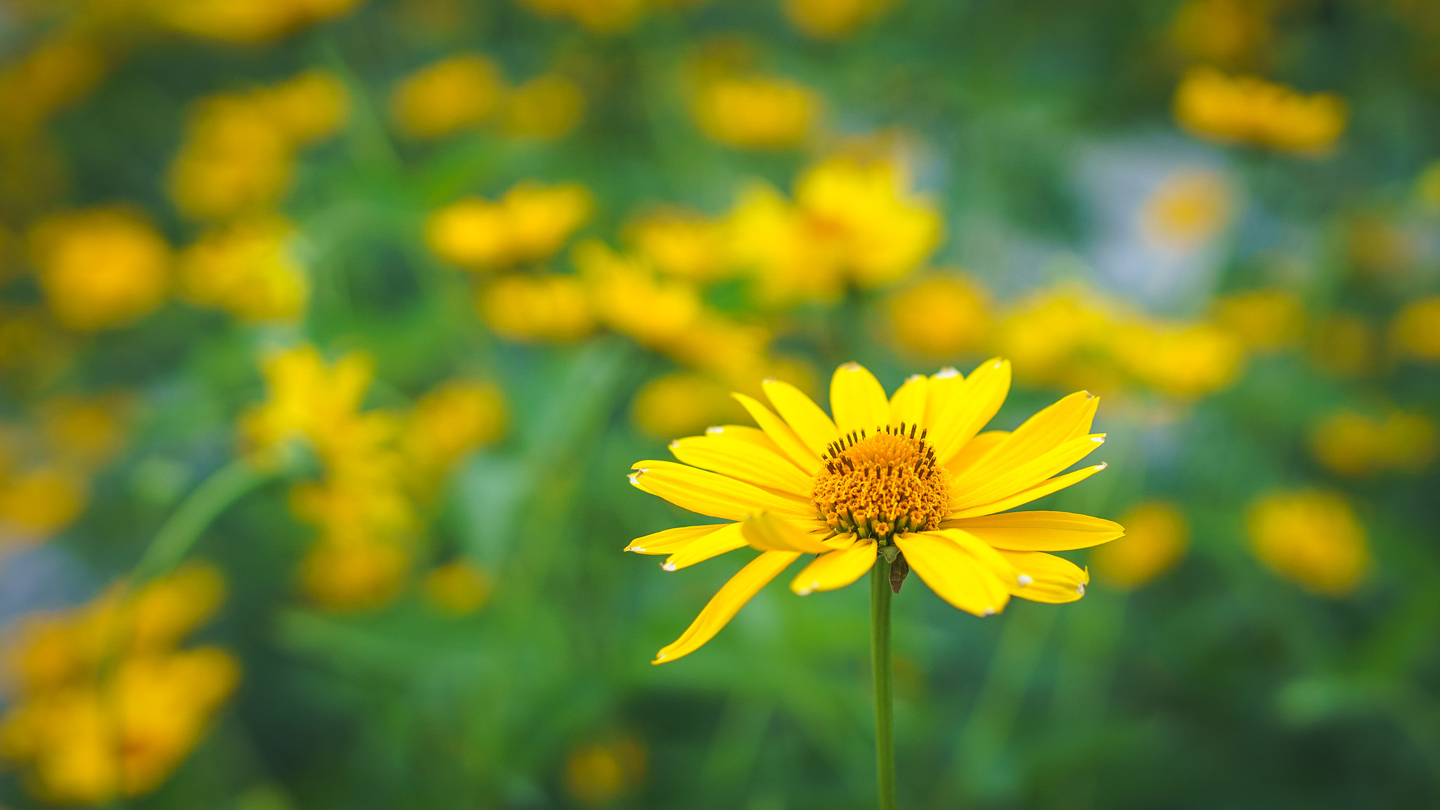 Sony a6000 + Sigma 35mm F1.4 DG HSM Art sample photo. Yellow flower photography