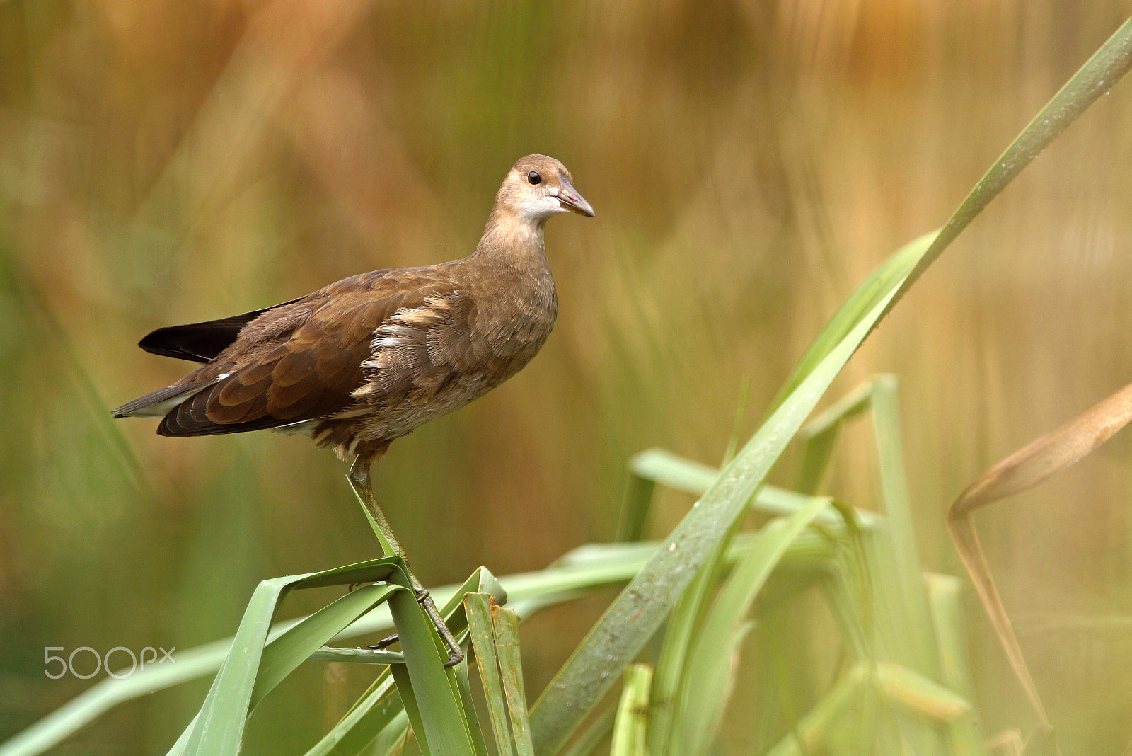 Canon EF 300mm F2.8L IS USM sample photo. Hen green photography