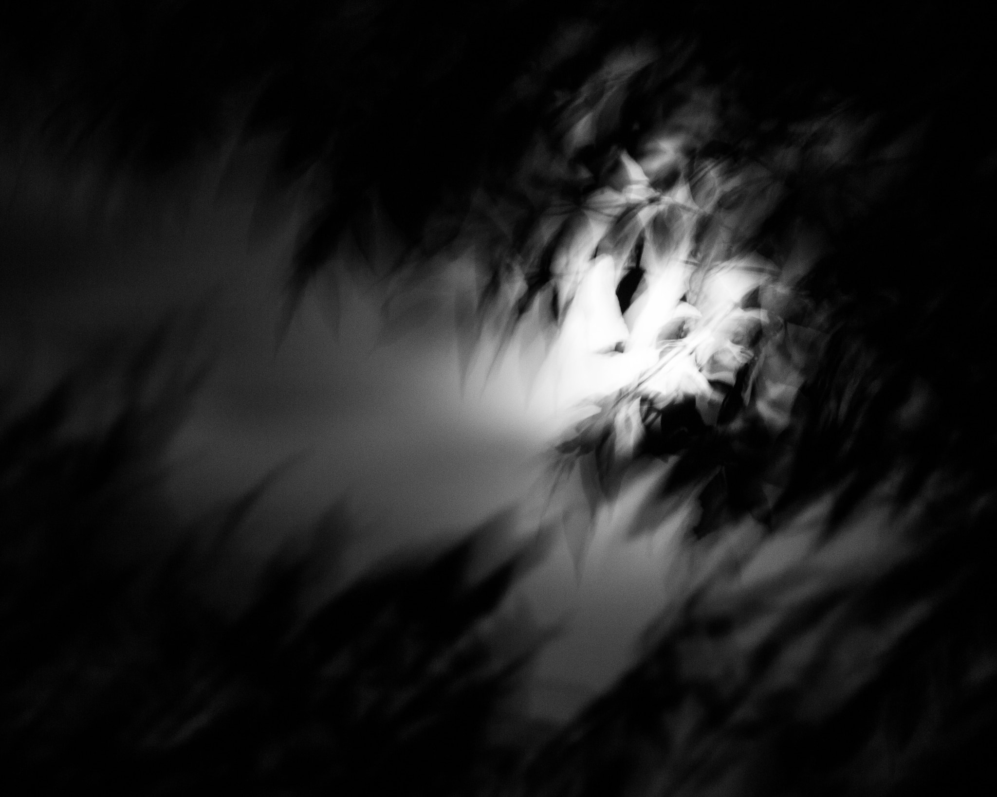 Canon EF 100-400mm F4.5-5.6L IS USM sample photo. Moonlit motion photography