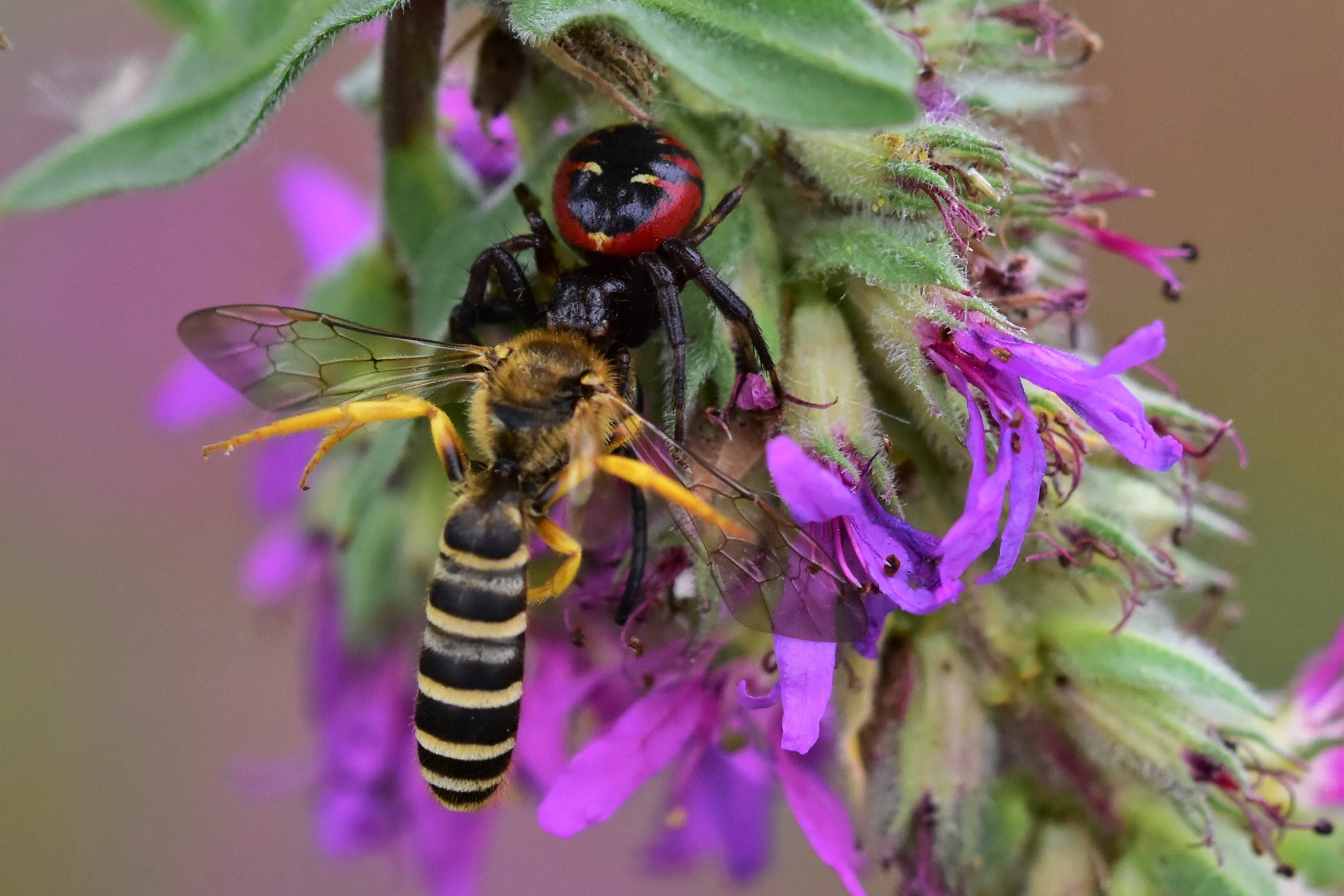 Sigma 105mm F2.8 EX DG OS HSM sample photo. Kiss of the spider woman photography