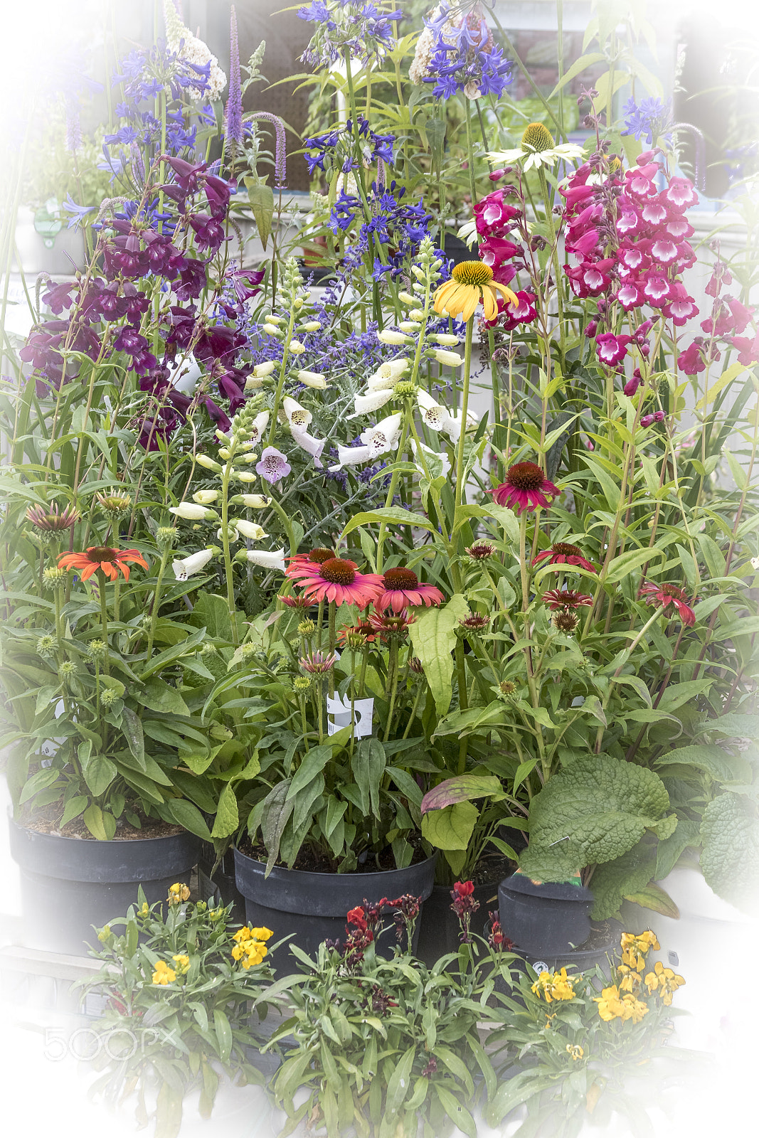 Canon EF 28-135mm F3.5-5.6 IS USM sample photo. Plant display. photography