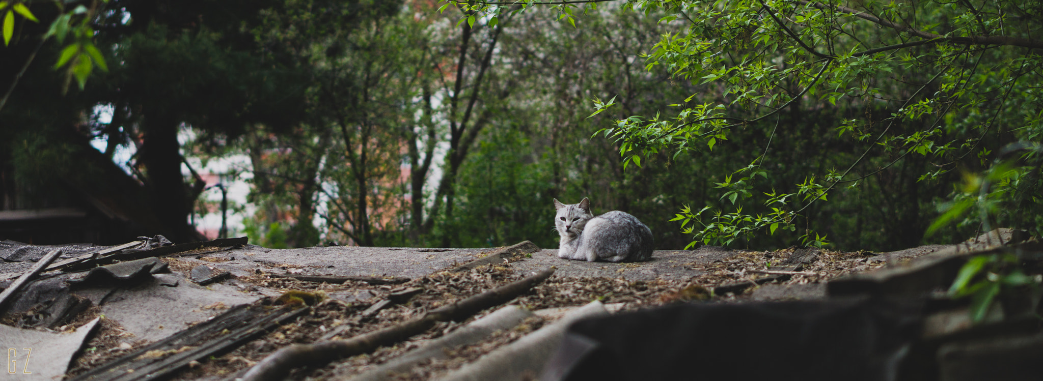Sony Alpha a5000 (ILCE 5000) + E 50mm F1.8 OSS sample photo. Roof guest photography