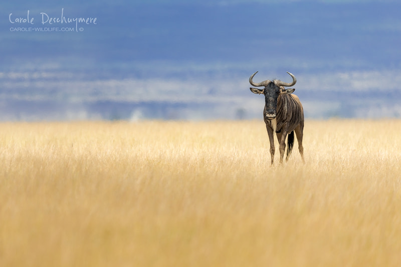 Canon EF 200-400mm F4L IS USM Extender 1.4x sample photo. Wildebeest photography