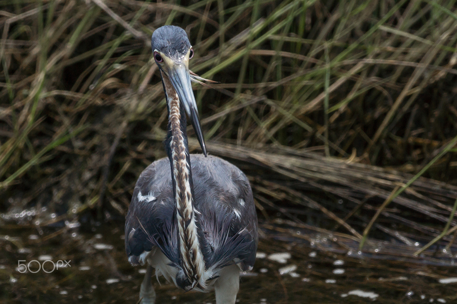 Sony 70-300mm F4.5-5.6 G SSM sample photo. Black eyes photography
