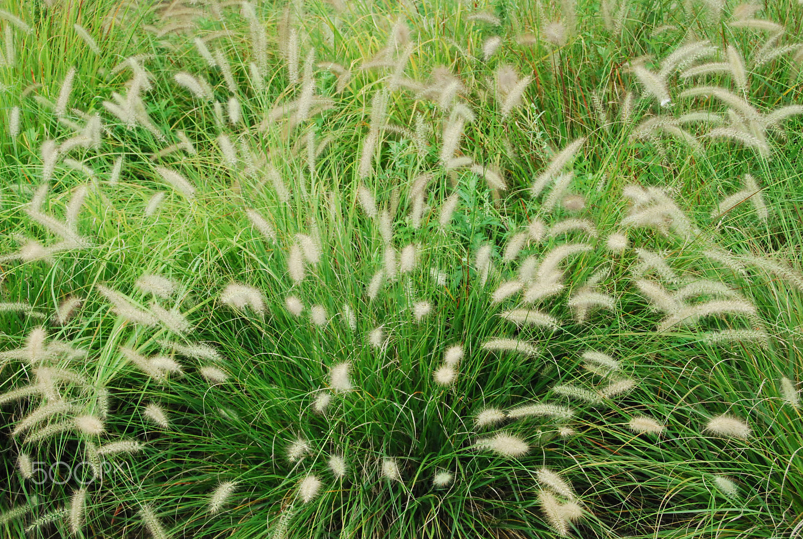 Nikon D40X sample photo. In your face photography