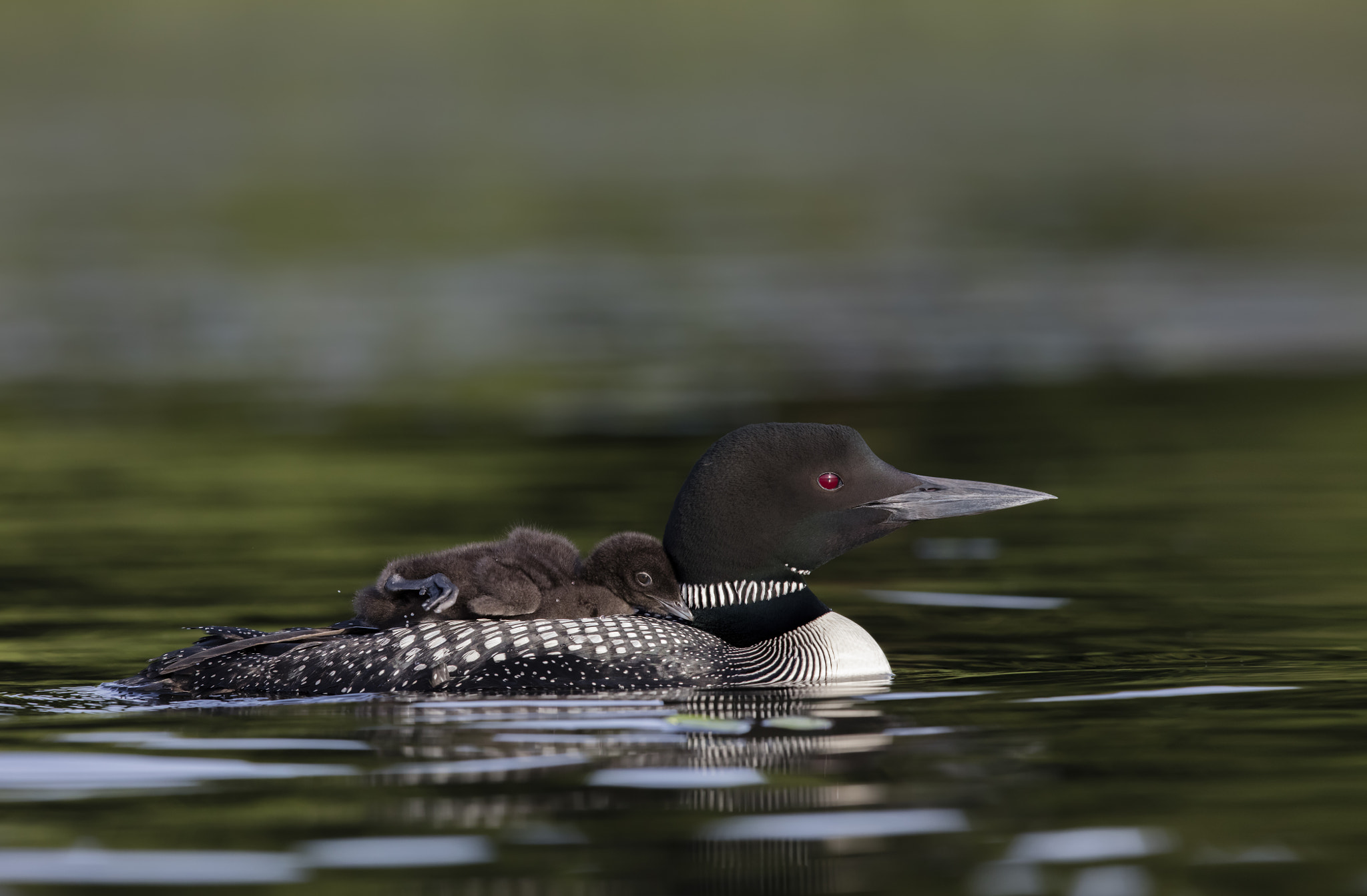 Canon EF 600mm F4L IS II USM sample photo. Common loon / plongeon huard photography