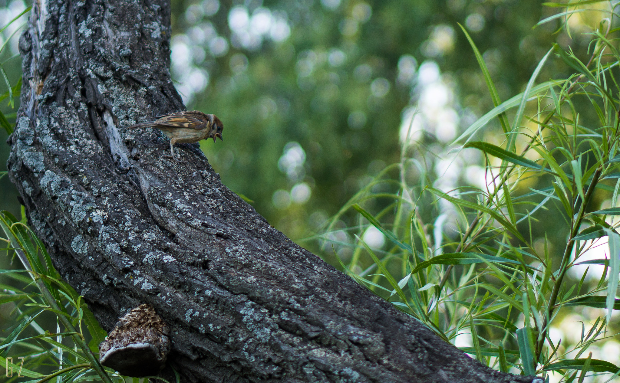 Sony Alpha a5000 (ILCE 5000) + E 50mm F1.8 OSS sample photo. "my worm!!" photography