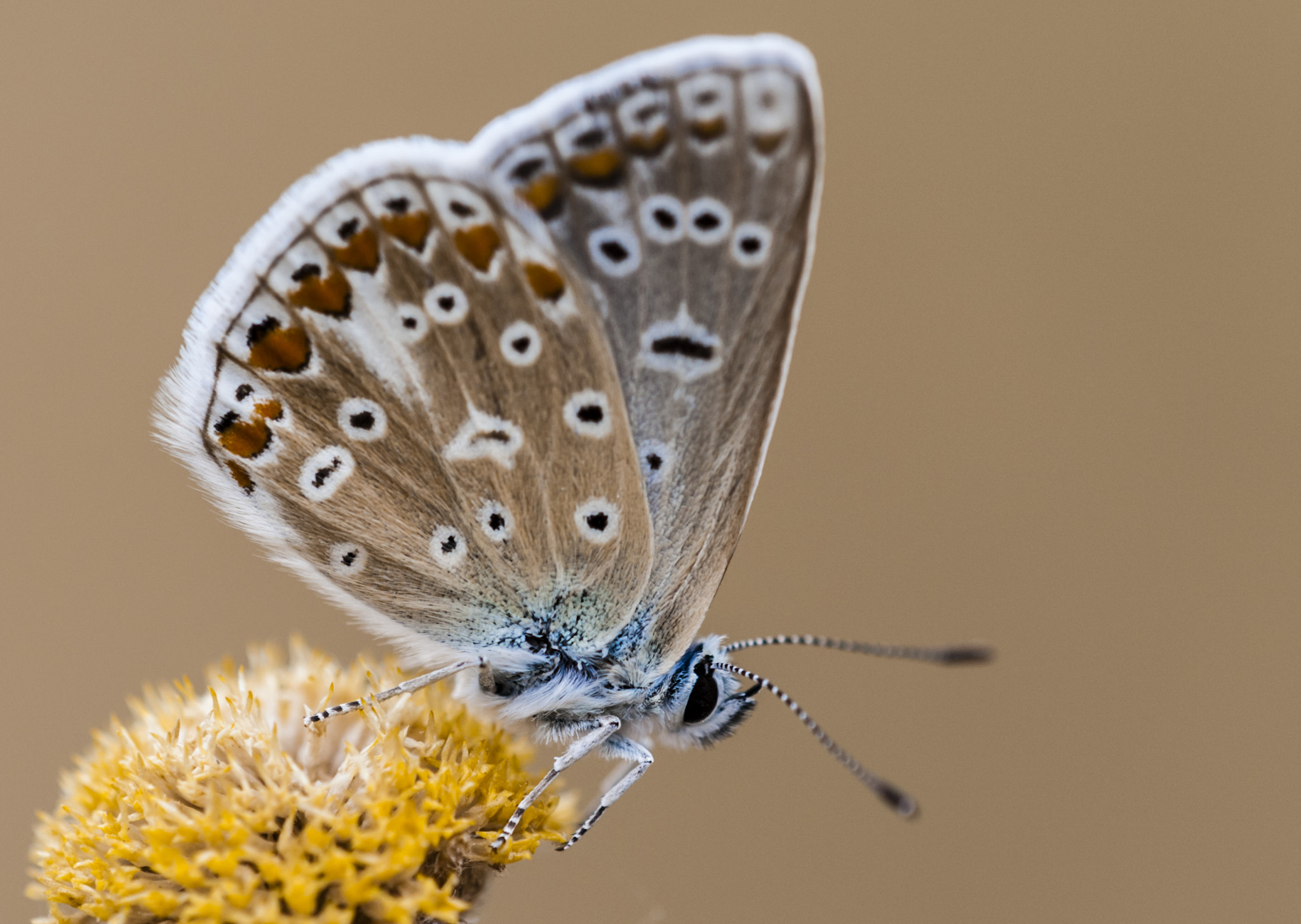 Sigma APO Macro 180mm F3.5 EX DG HSM sample photo. Mariposilla photography
