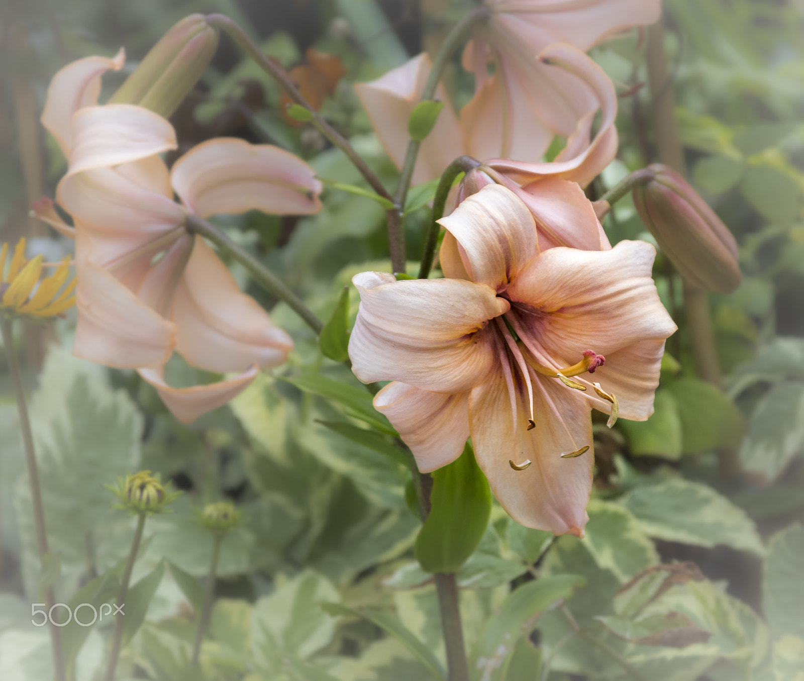 Canon EF 28-135mm F3.5-5.6 IS USM sample photo. Day lily. photography
