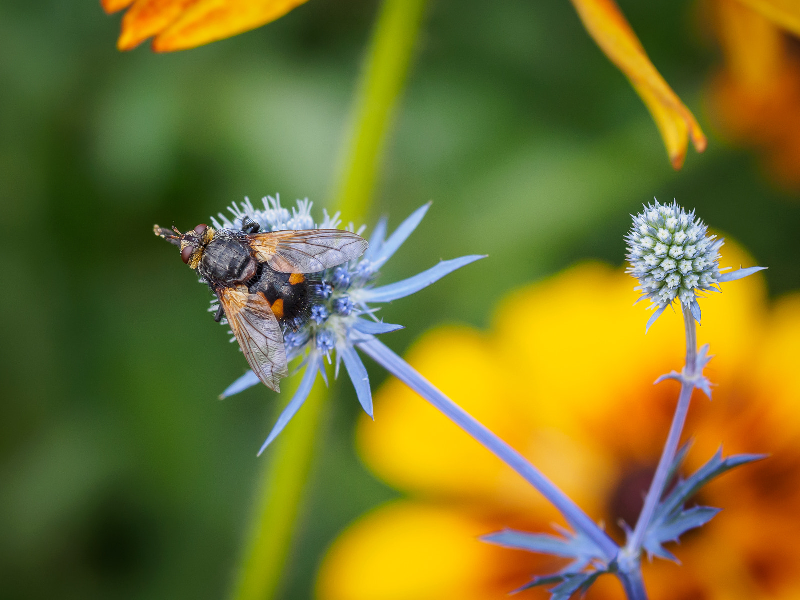 Olympus OM-D E-M10 + Sigma 60mm F2.8 DN Art sample photo. Almost macro photography