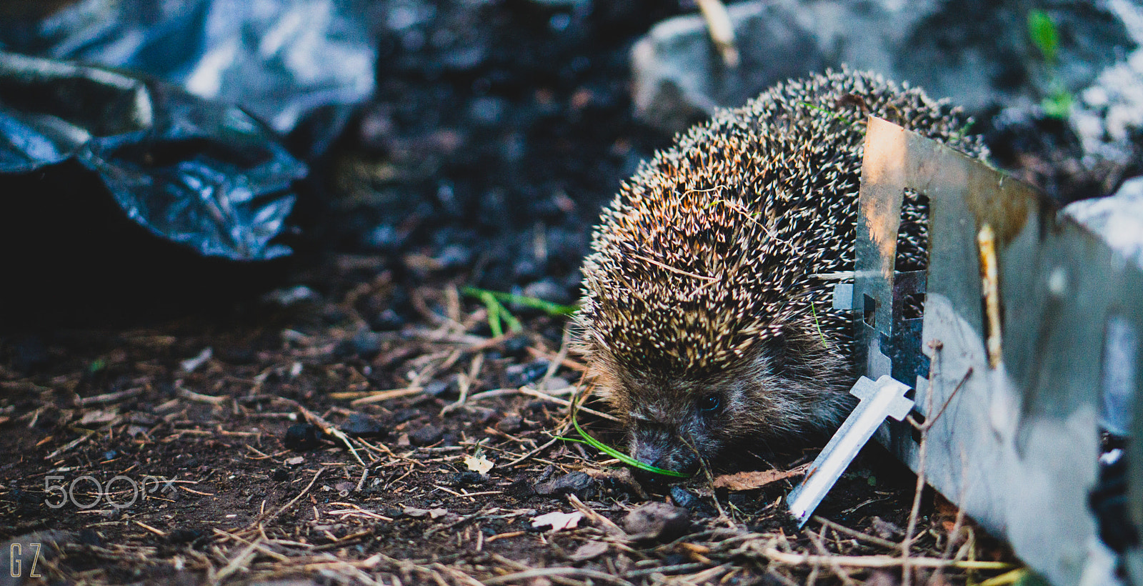 Sony Alpha a5000 (ILCE 5000) + E 50mm F1.8 OSS sample photo. Hedgehog photography