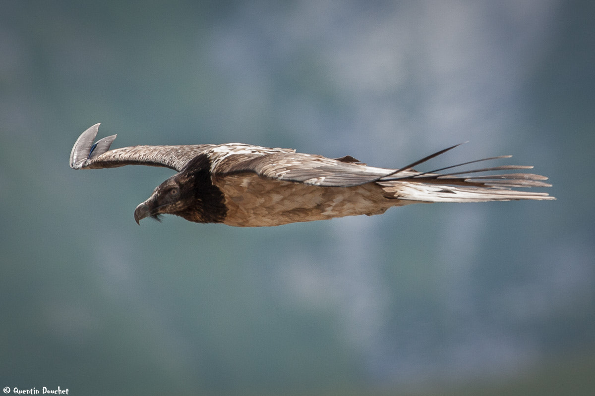 Canon EF 600mm F4L IS II USM sample photo. Jeune gypaète barbu photography