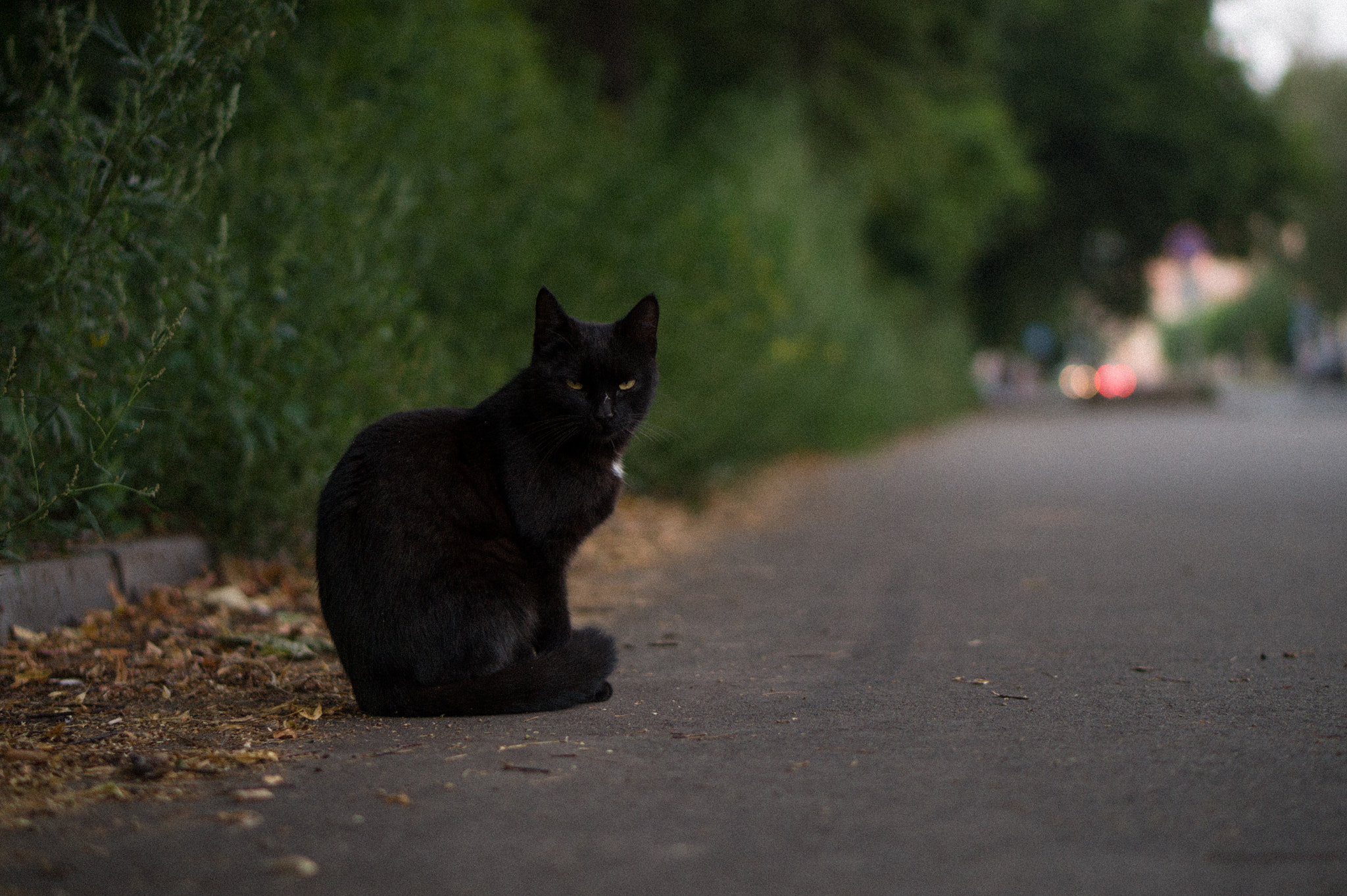 Sony Alpha a5000 (ILCE 5000) + E 50mm F1.8 OSS sample photo. "Крёстный котец" photography
