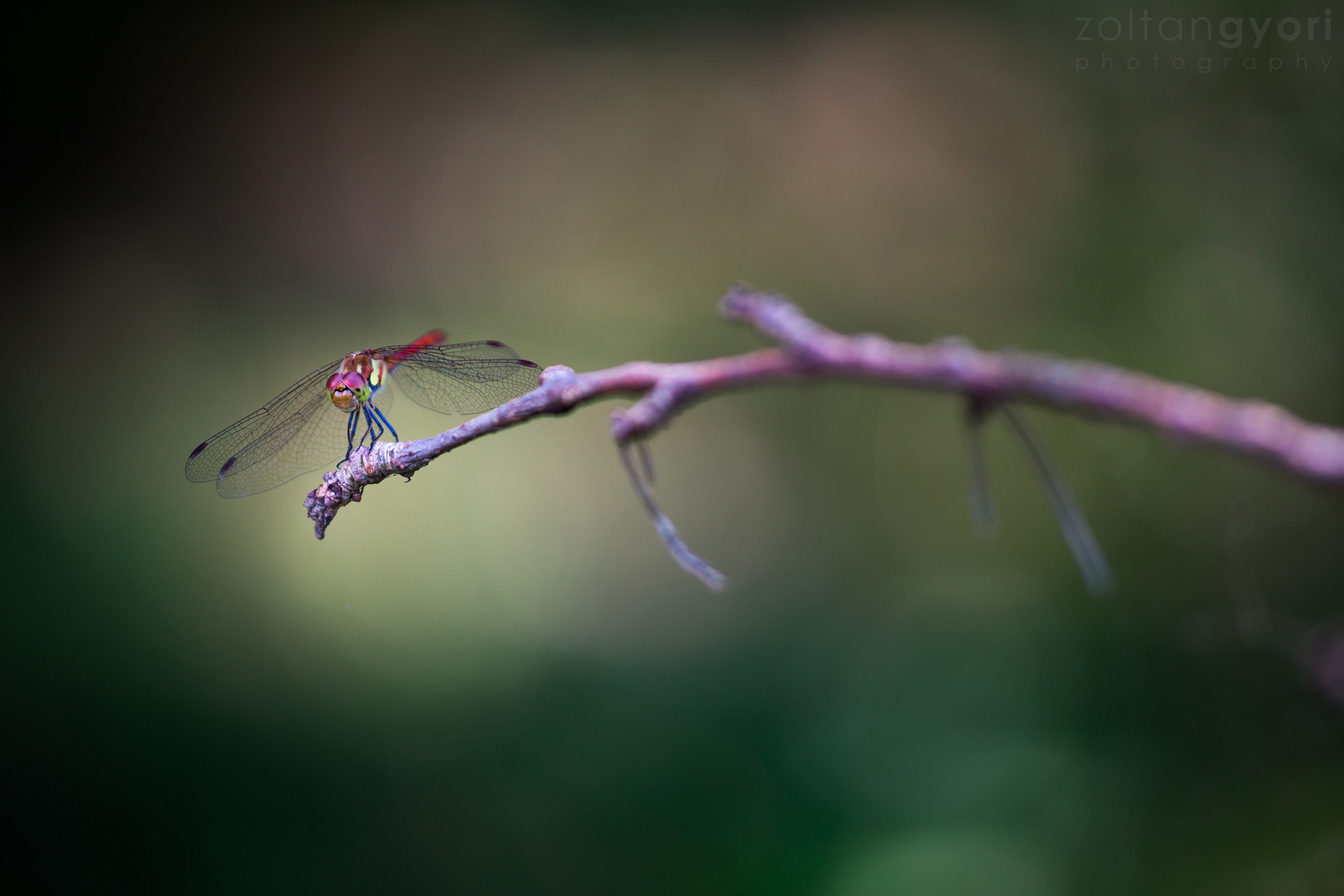 Sigma APO Macro 150mm f/2.8 EX DG HSM sample photo. Vagrant darter photography