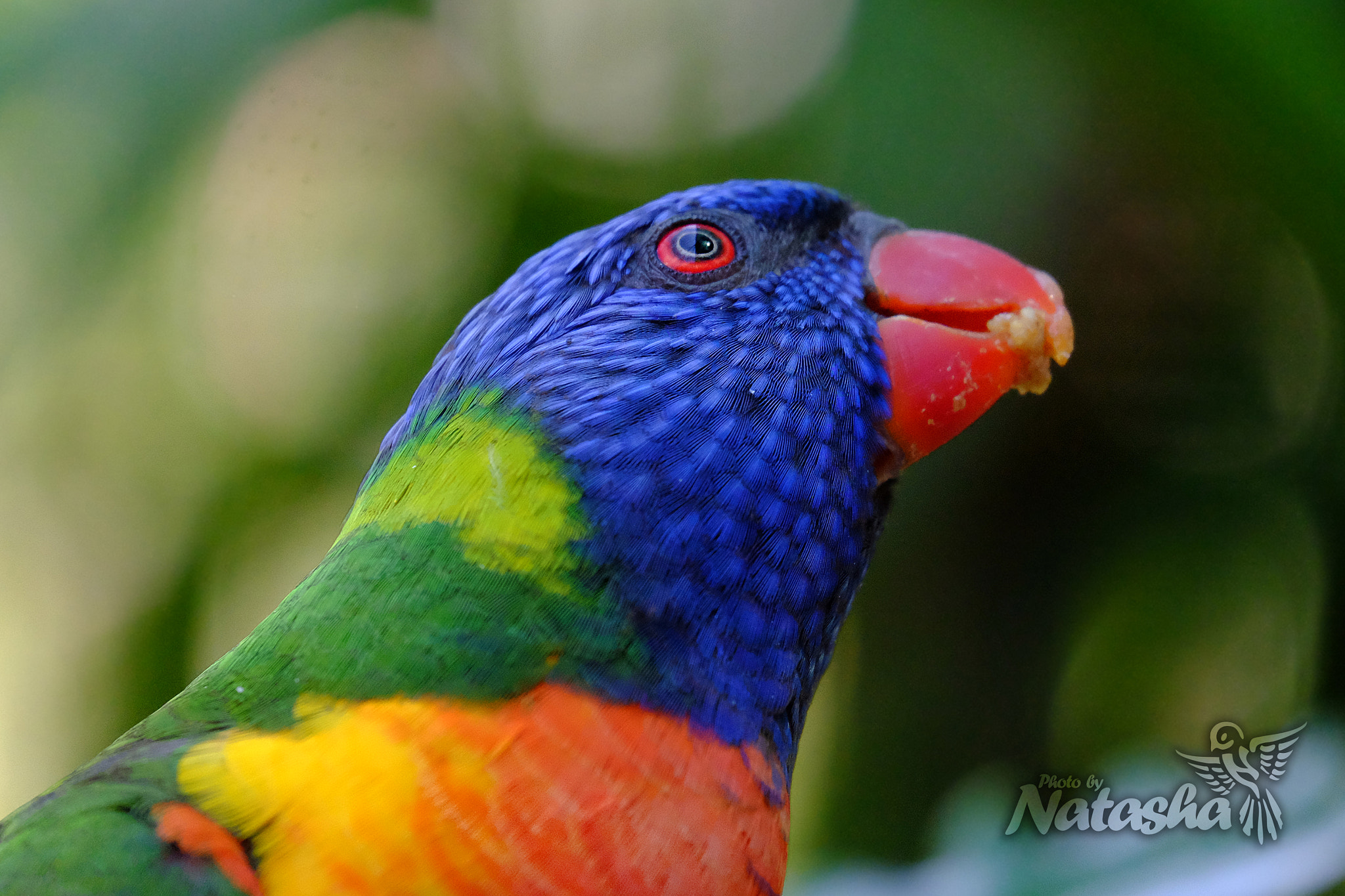 Fujifilm X-T10 + Fujifilm XC 50-230mm F4.5-6.7 OIS II sample photo. Rainbow lorikeet.jpg photography