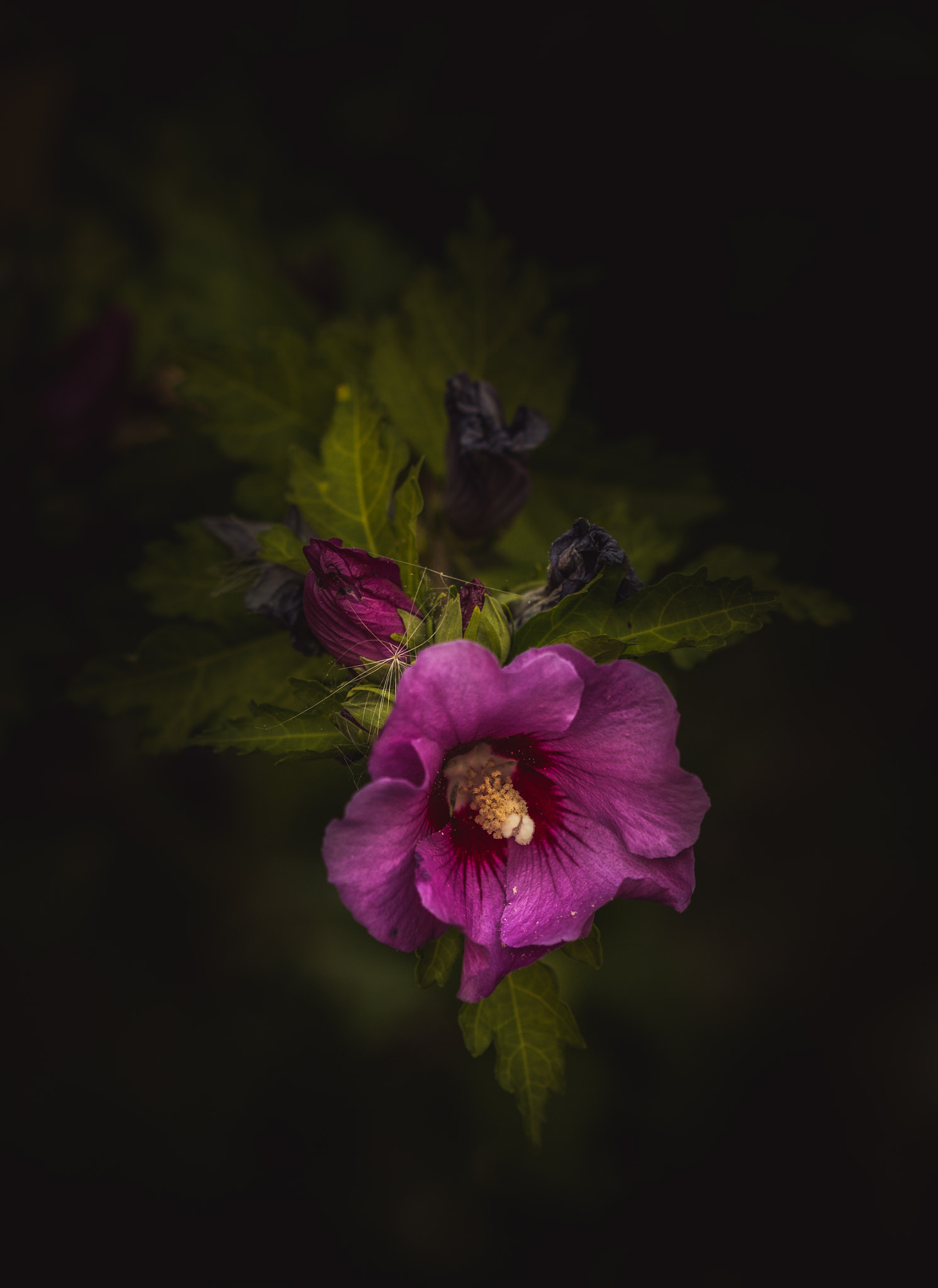 Canon EF 100mm F2.8 Macro USM sample photo. Caught up in life photography