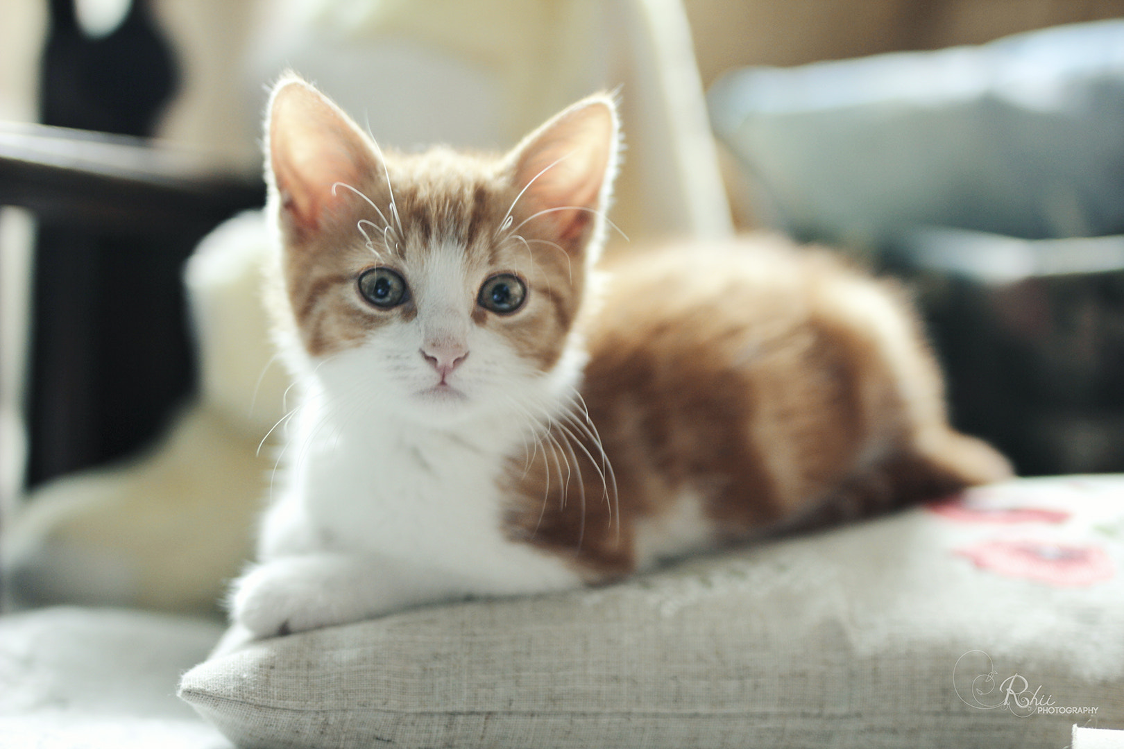 Sigma 50mm F1.4 EX DG HSM sample photo. Pixel photography