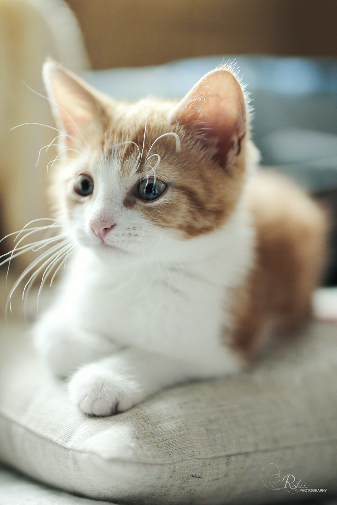 Sigma 50mm F1.4 EX DG HSM sample photo. Pixel photography