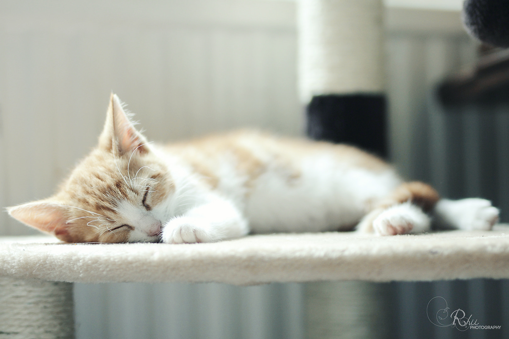 Sigma 50mm F1.4 EX DG HSM sample photo. Pixel photography