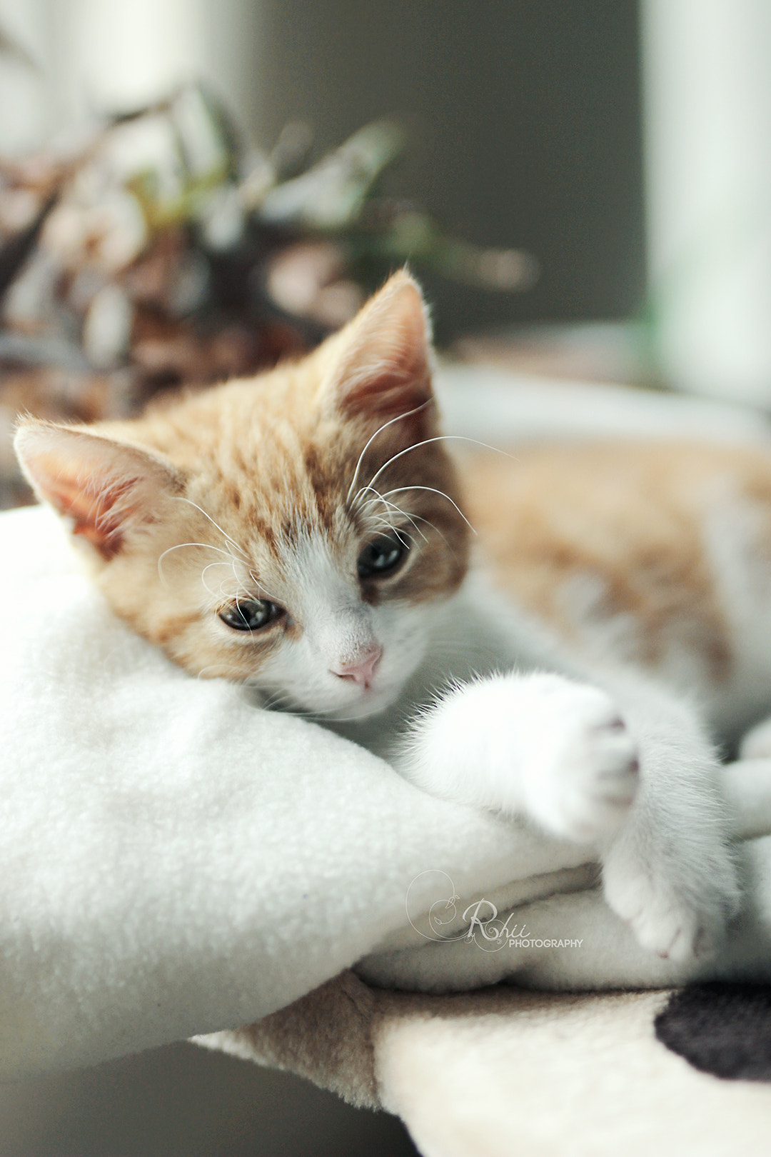 Sigma 50mm F1.4 EX DG HSM sample photo. Pixel photography