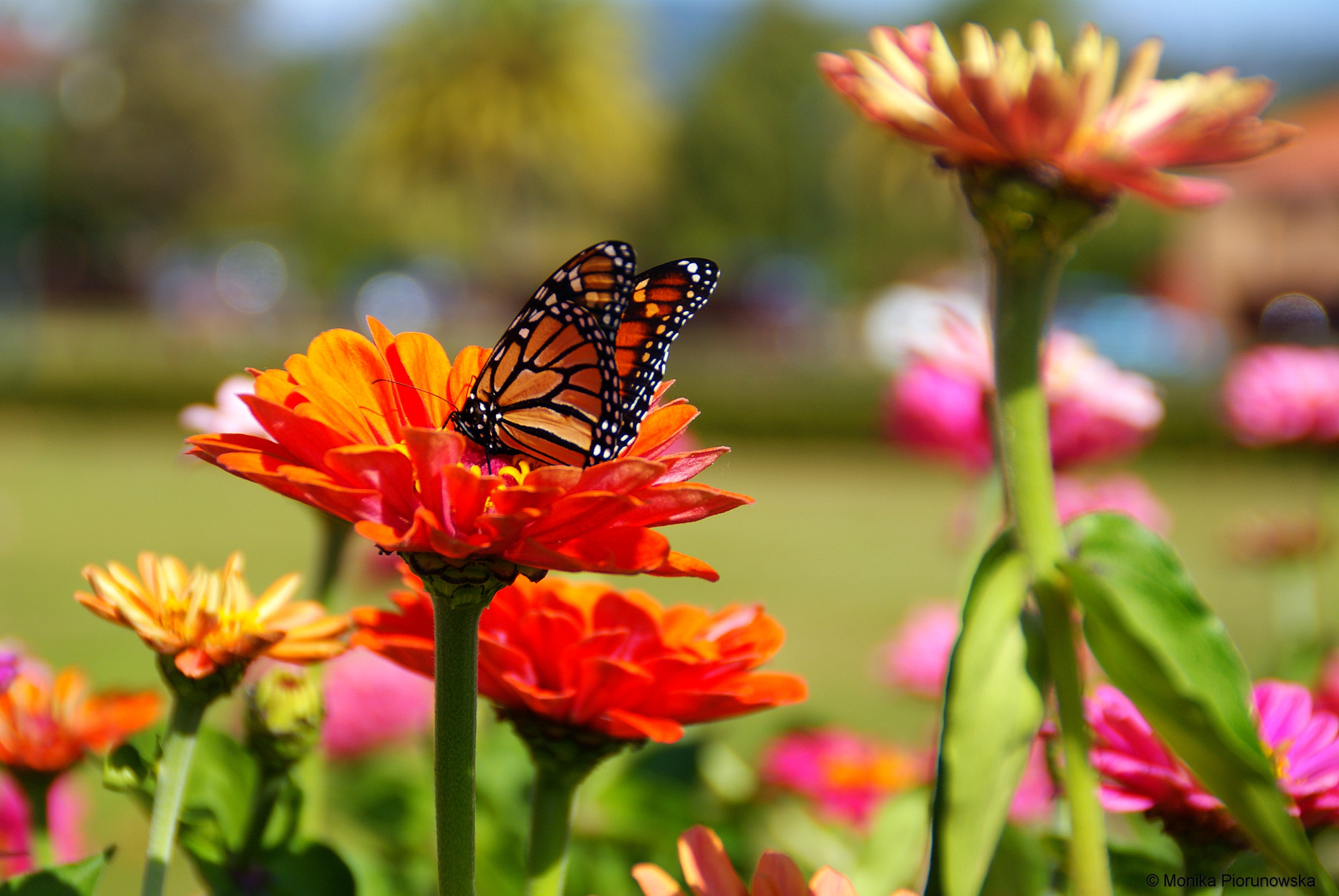 Sony Alpha DSLR-A300 sample photo. Butterfly in government gardens, rotorua photography