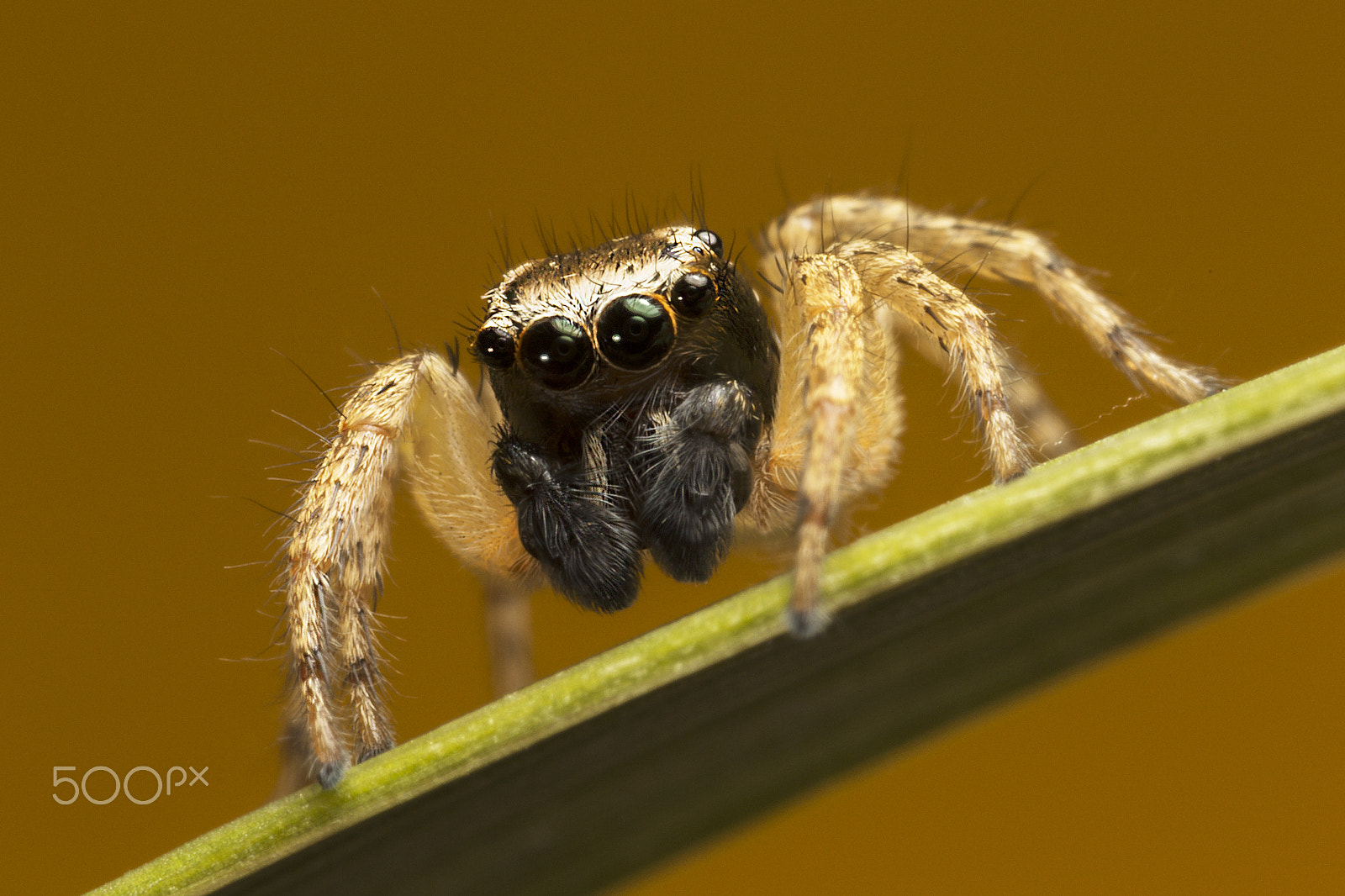 Canon MP-E 65mm F2.5 1-5x Macro Photo sample photo. Saltarina photography