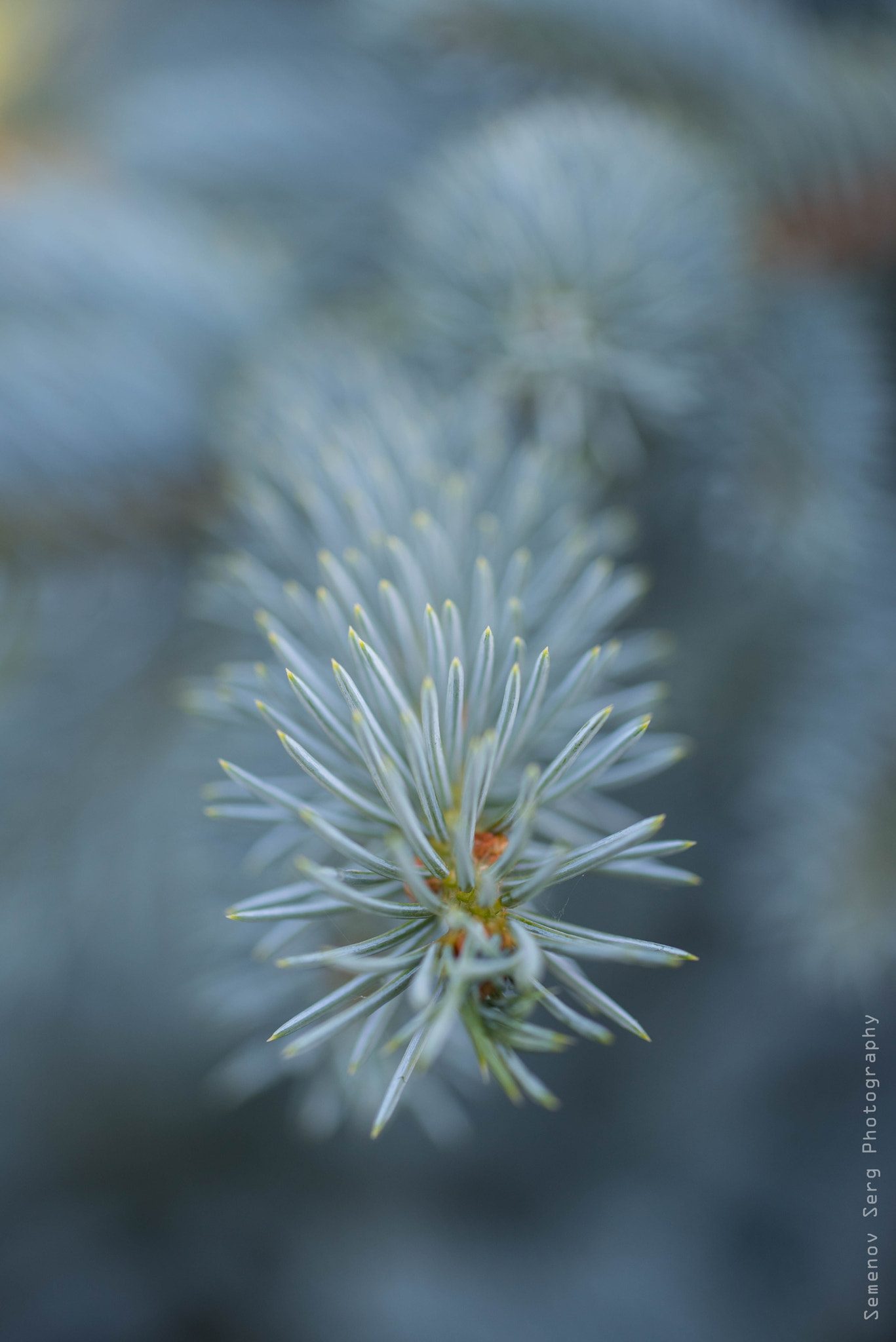 Nikon D750 + Sigma 50mm F2.8 EX DG Macro sample photo