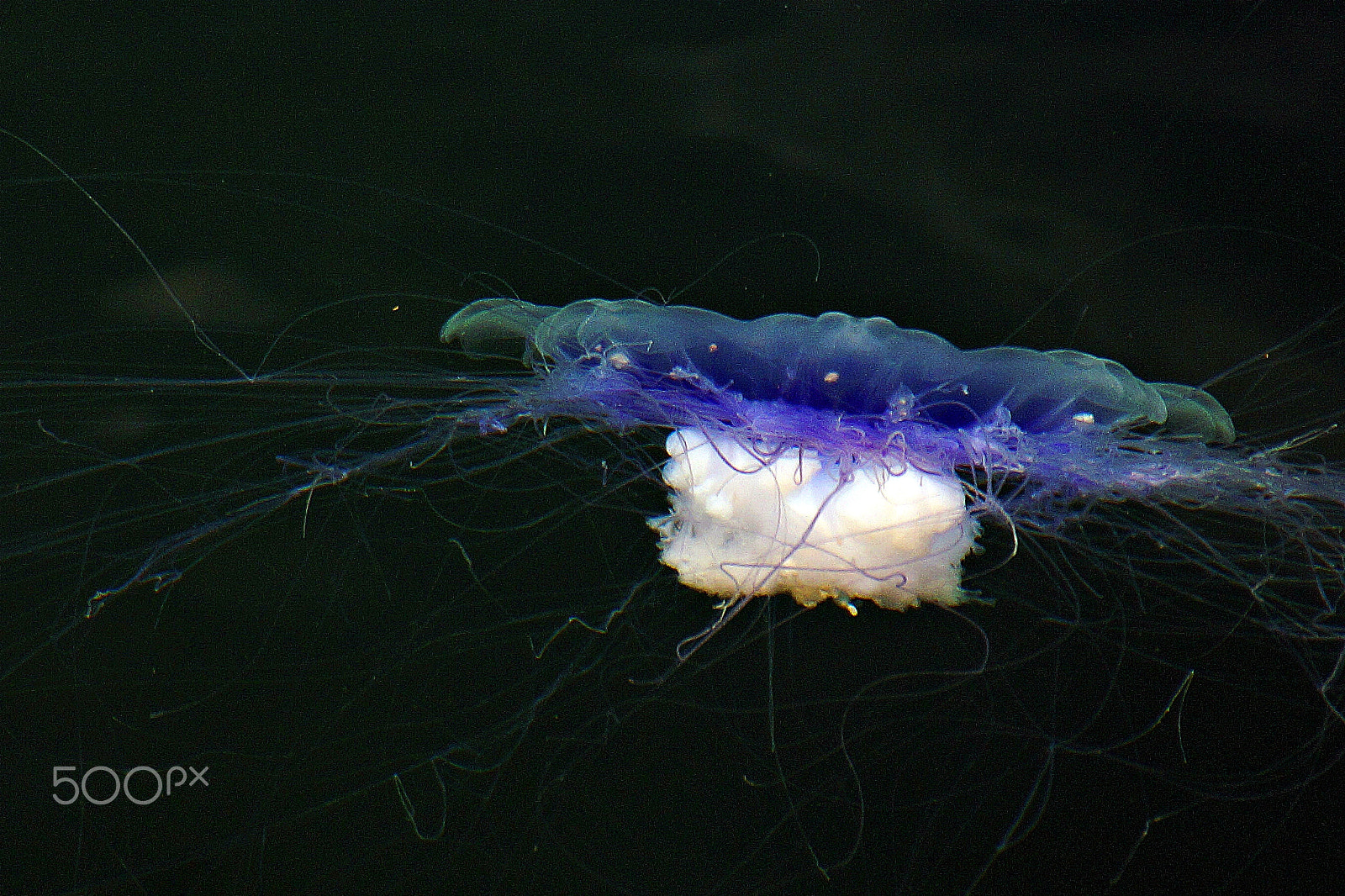 Sony DT 18-250mm F3.5-6.3 sample photo. Yellyfish photography