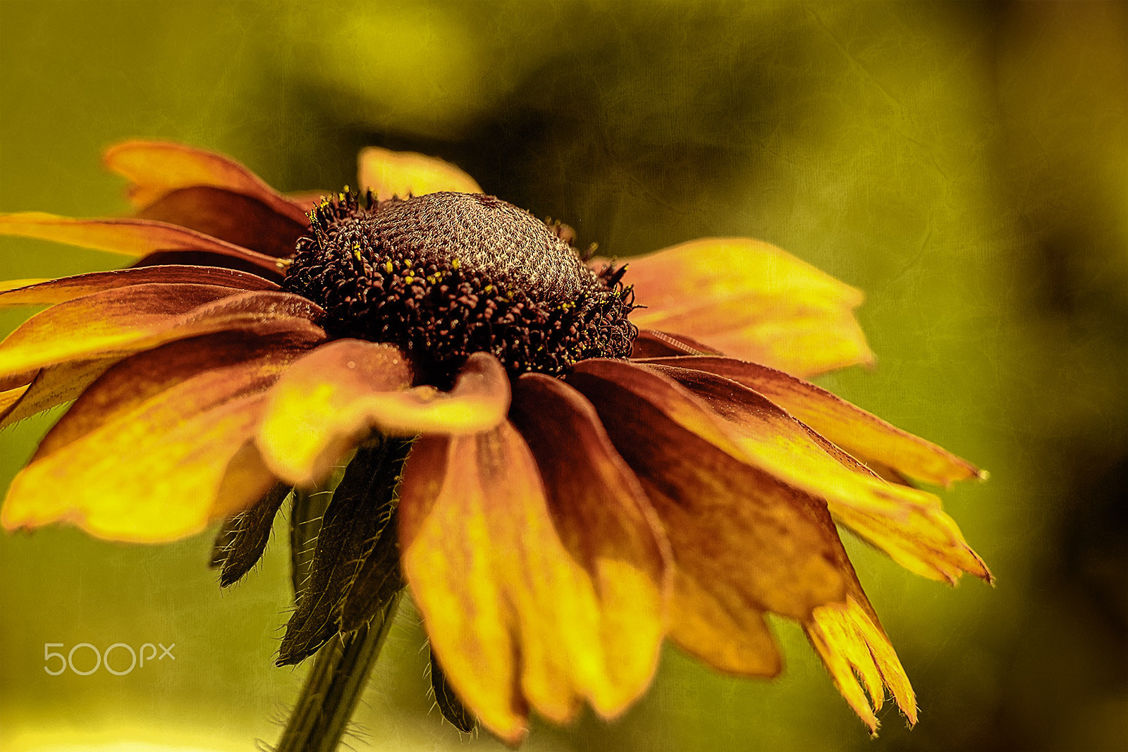 Fujifilm X-T1 + Fujifilm XF 56mm F1.2 R APD sample photo. Sonnenhut / rudbeckia photography