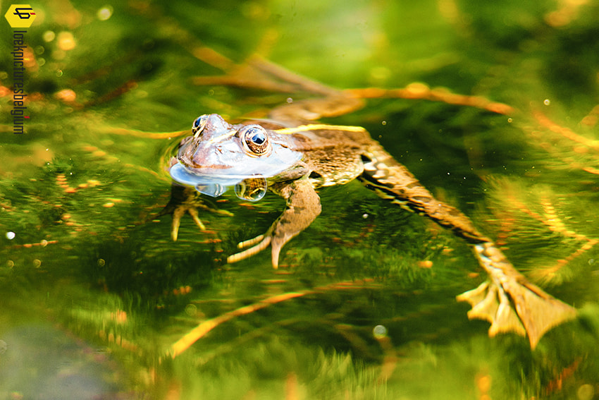 Canon EF 300mm F2.8L IS II USM sample photo. Frog_loekpicturesbelgium. photography