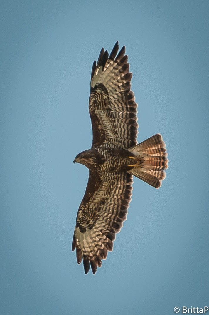 Nikon D300S sample photo. Flying high photography