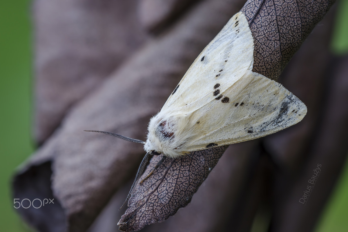 Sigma 150mm F2.8 EX DG OS Macro HSM sample photo. Simply moth photography