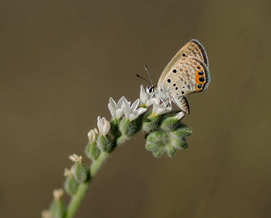 Pentax K20D + smc PENTAX-FA Macro 100mm F2.8 sample photo. Mücevher photography