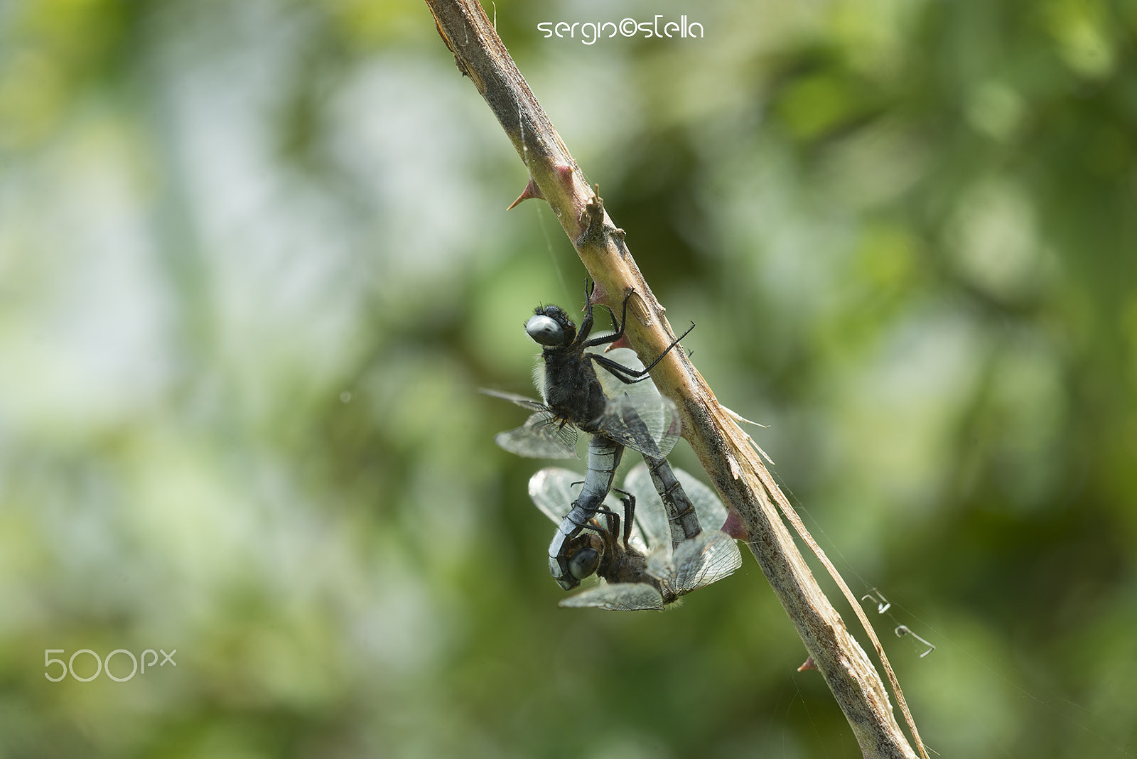 Sigma 150mm F2.8 EX DG Macro HSM sample photo. Libellula fulva in copula___ photography