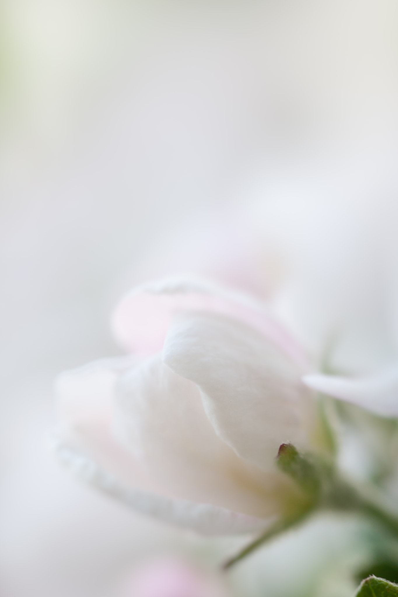 Sigma 105mm F2.8 EX DG OS HSM sample photo. Edit photography