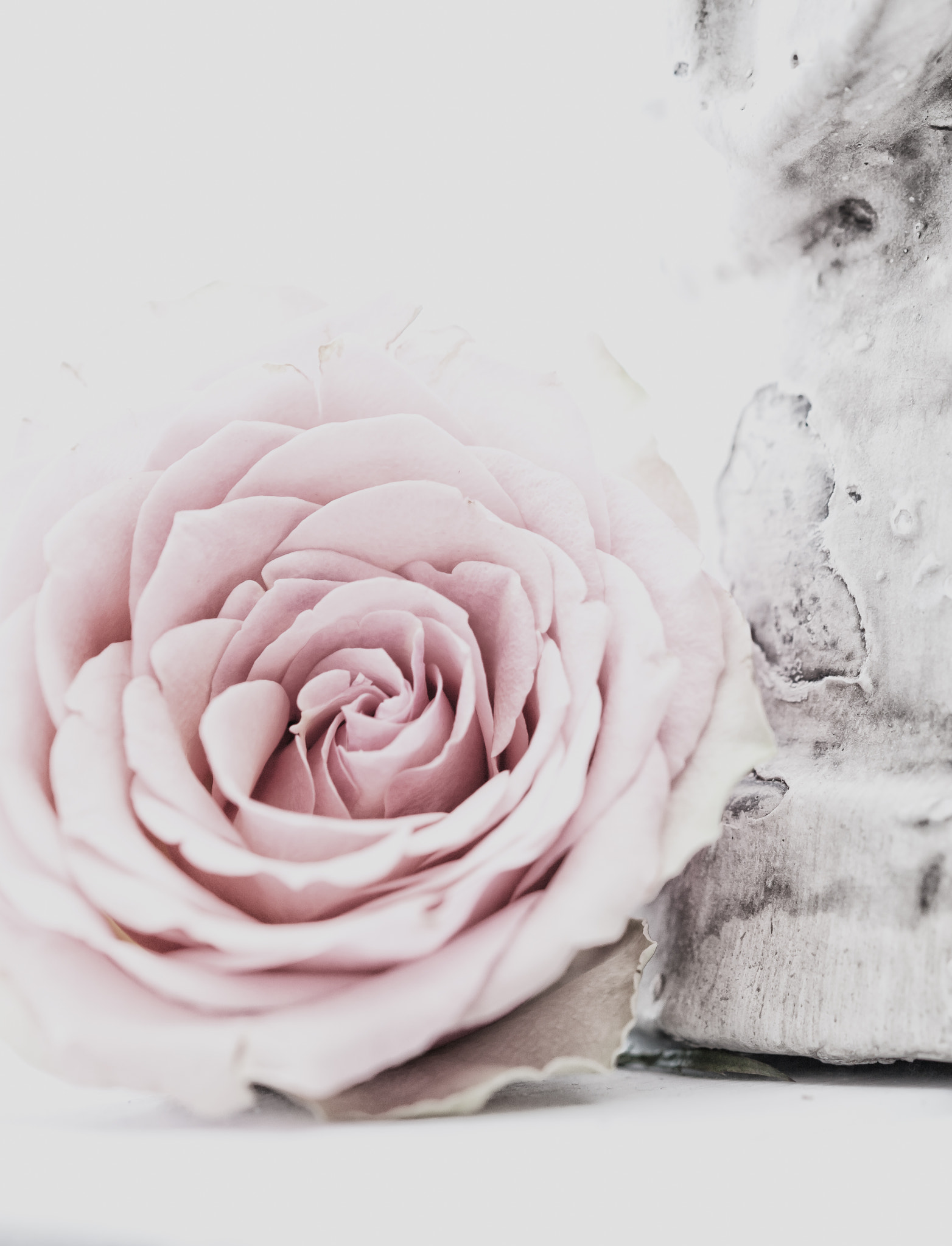 Sigma 105mm F2.8 EX DG OS HSM sample photo. Edit photography