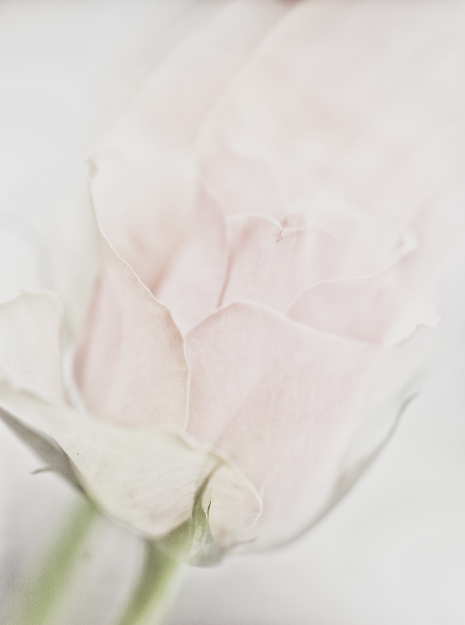 Sigma 105mm F2.8 EX DG OS HSM sample photo. Edit photography